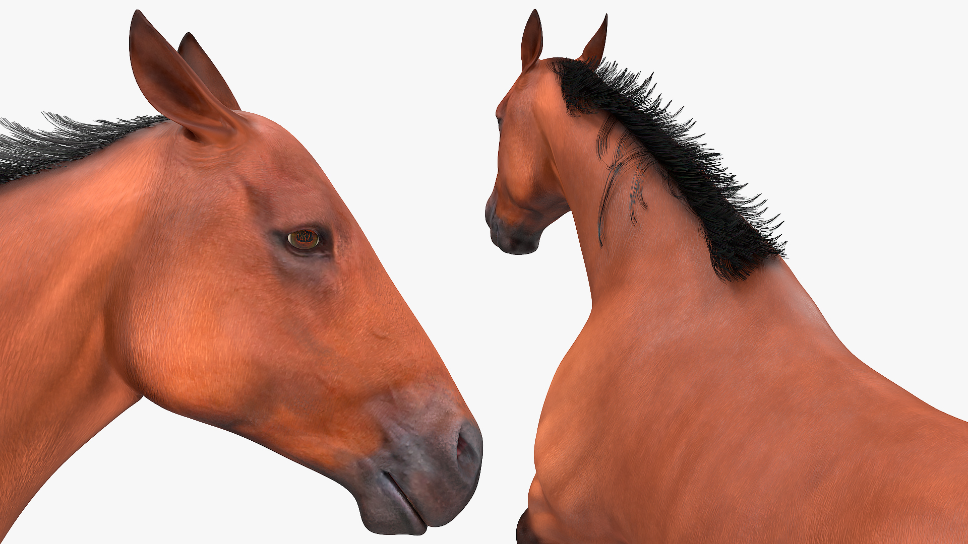3D Jumping Bay Horse Fur