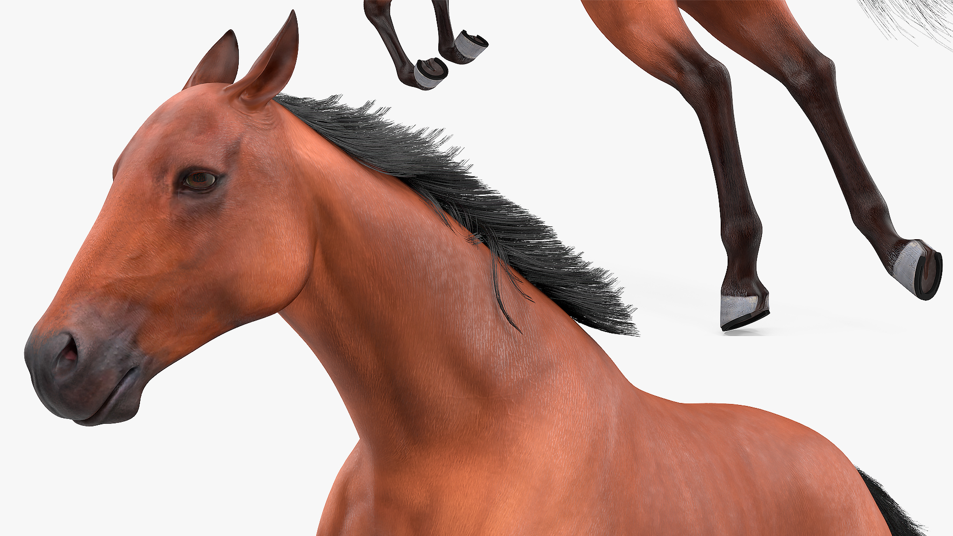 3D Jumping Bay Horse Fur