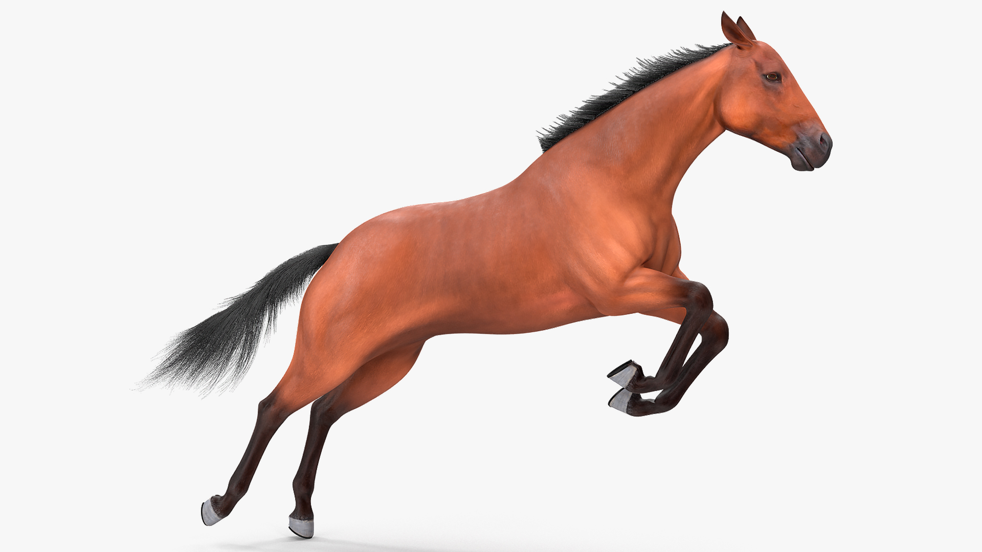 3D Jumping Bay Horse Fur