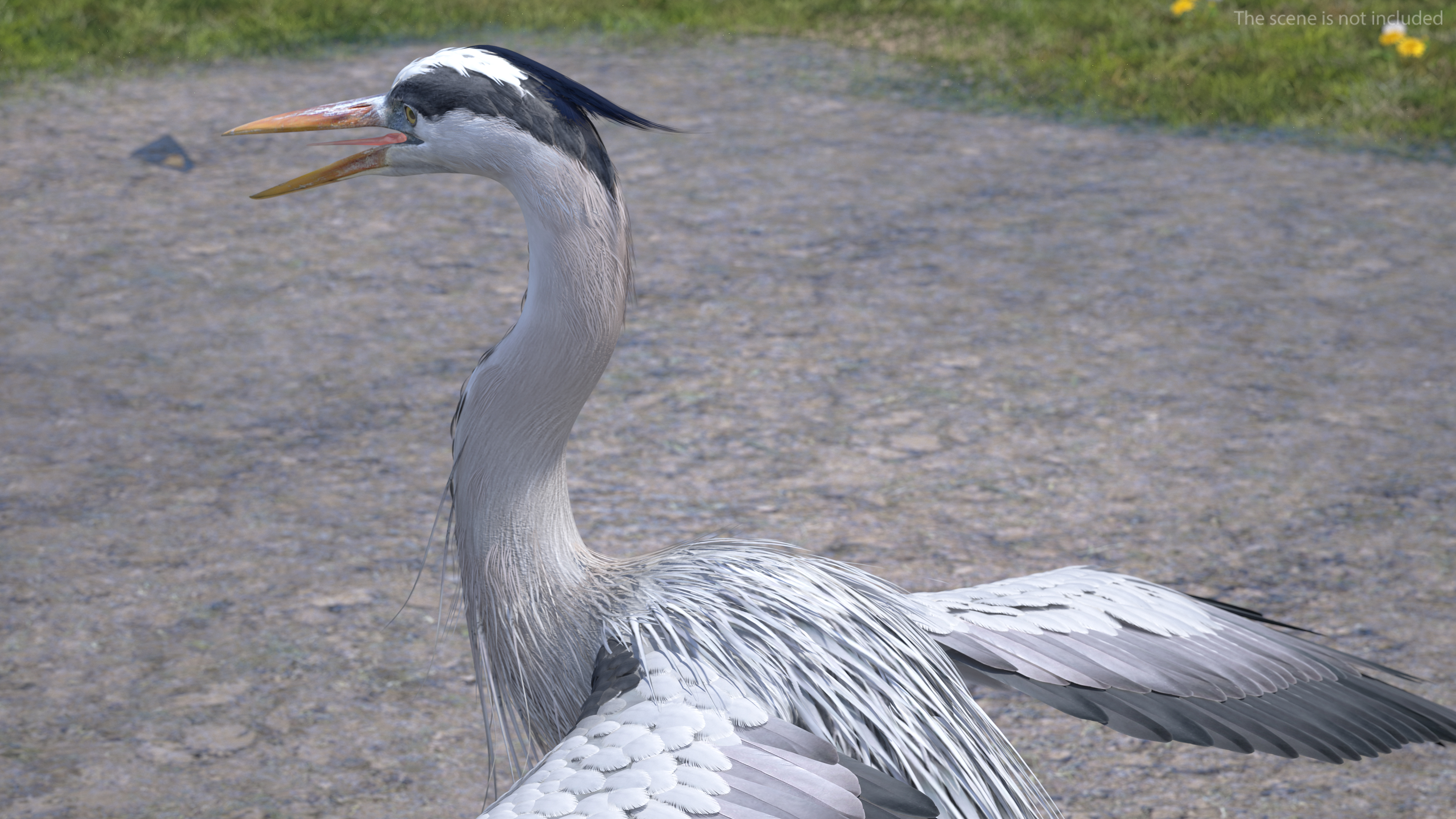 3D Grey Heron Rigged for Cinema 4D