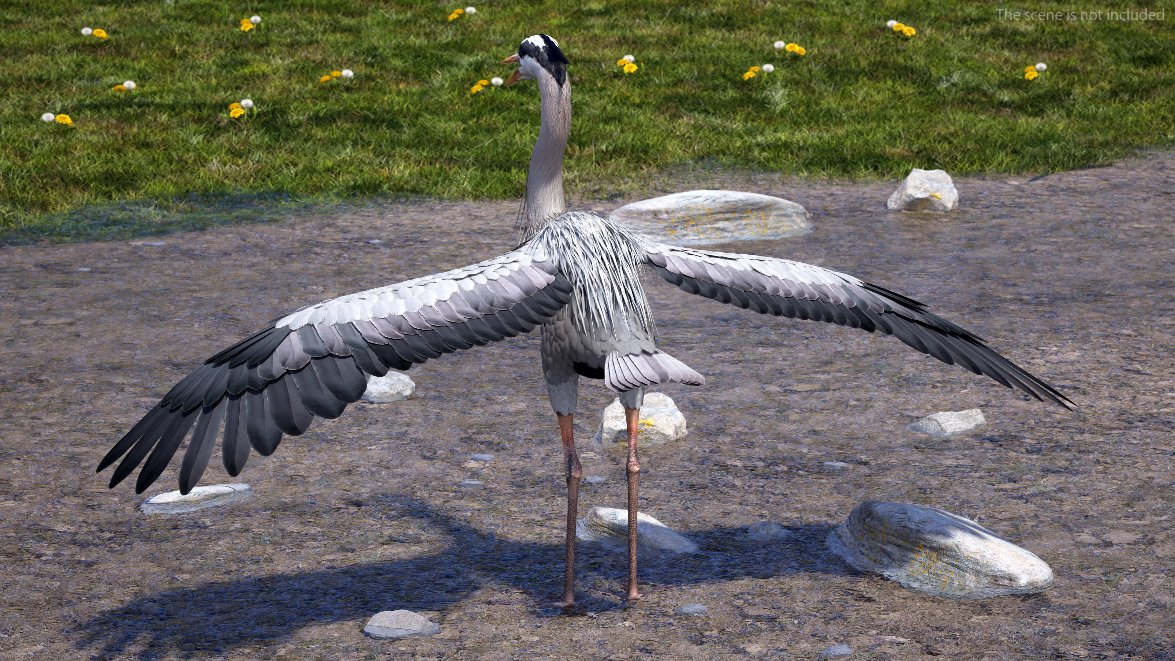 3D Grey Heron Rigged for Cinema 4D