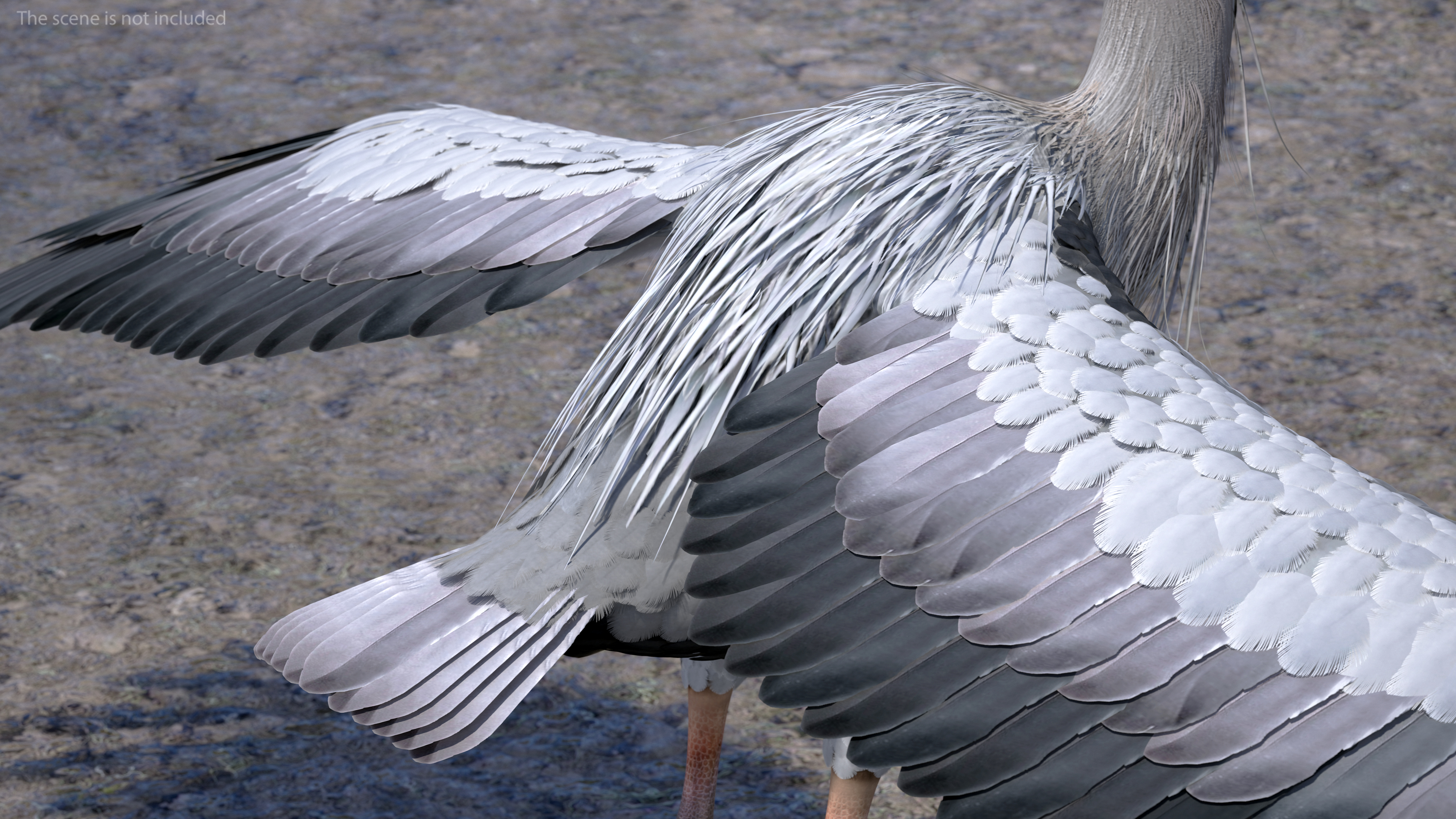 3D Grey Heron Rigged for Cinema 4D