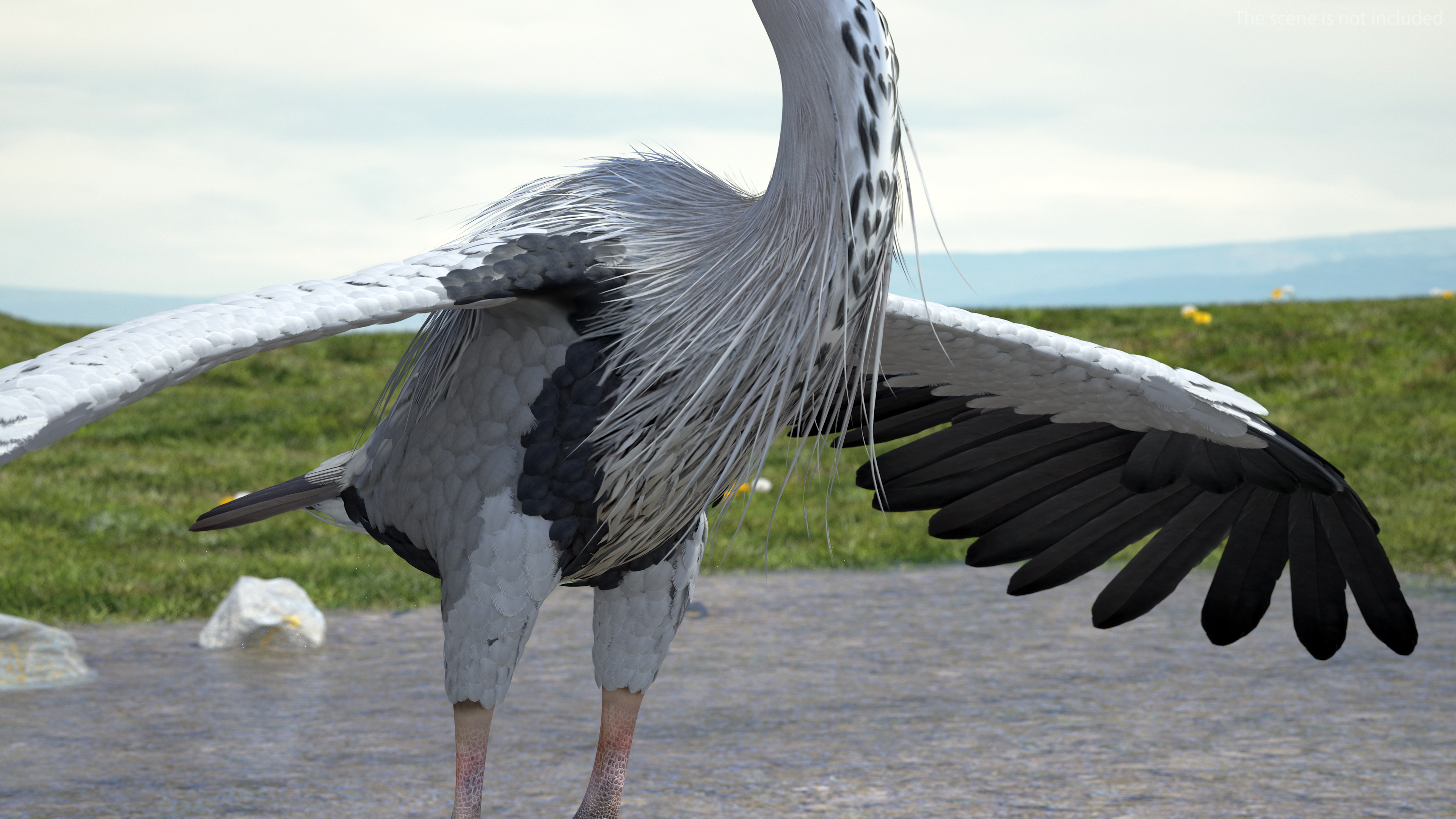 3D Grey Heron Rigged for Cinema 4D