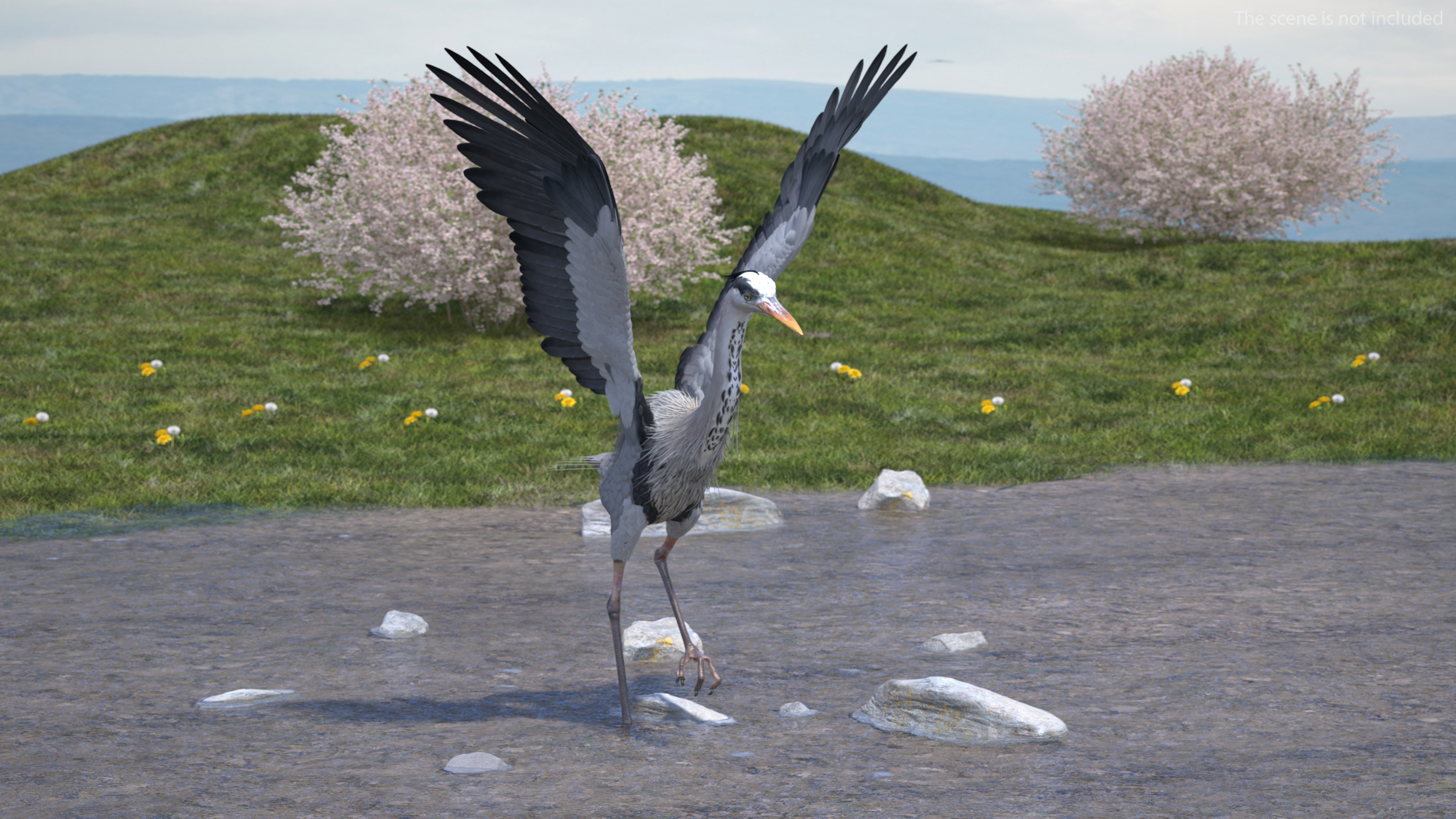 3D Grey Heron Rigged for Cinema 4D
