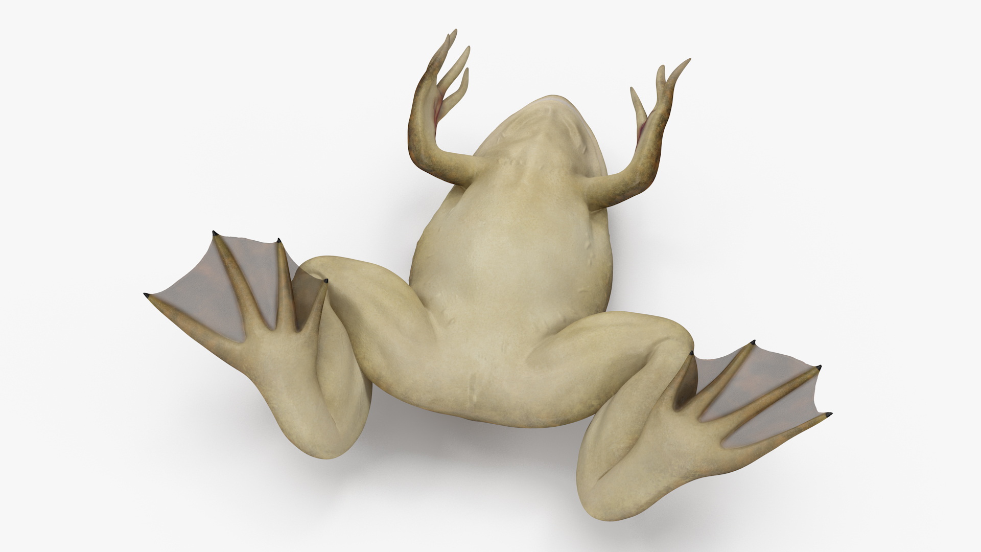 3D African Claw-toe Frog Sits Pose