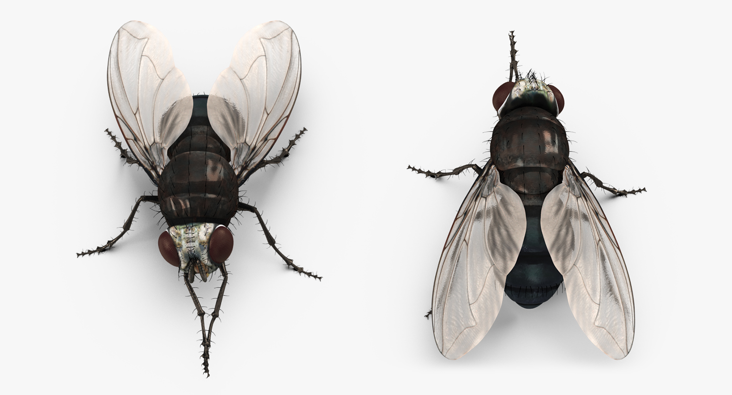 3D model Fly Pose 2