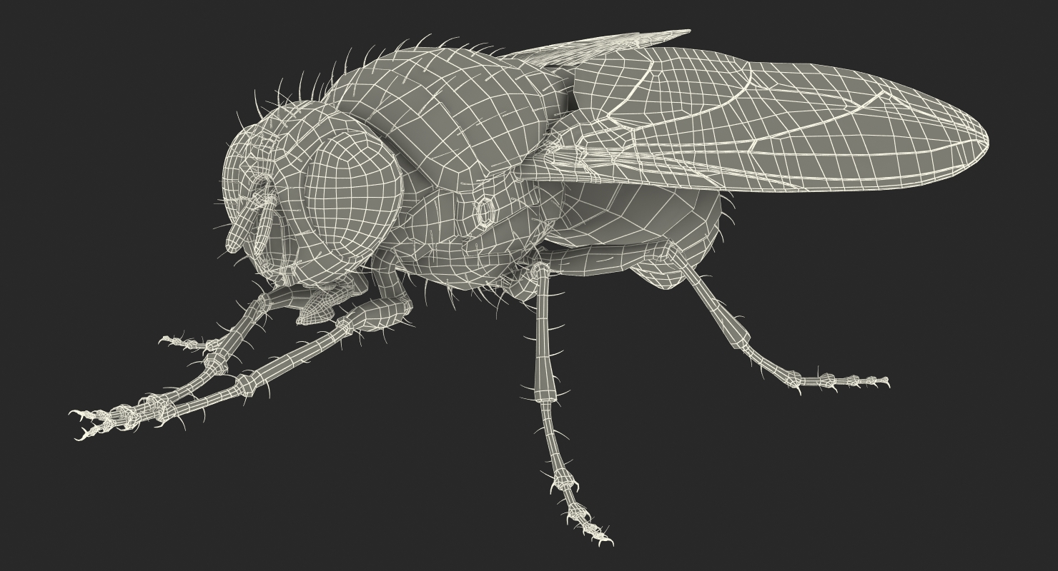 3D model Fly Pose 2