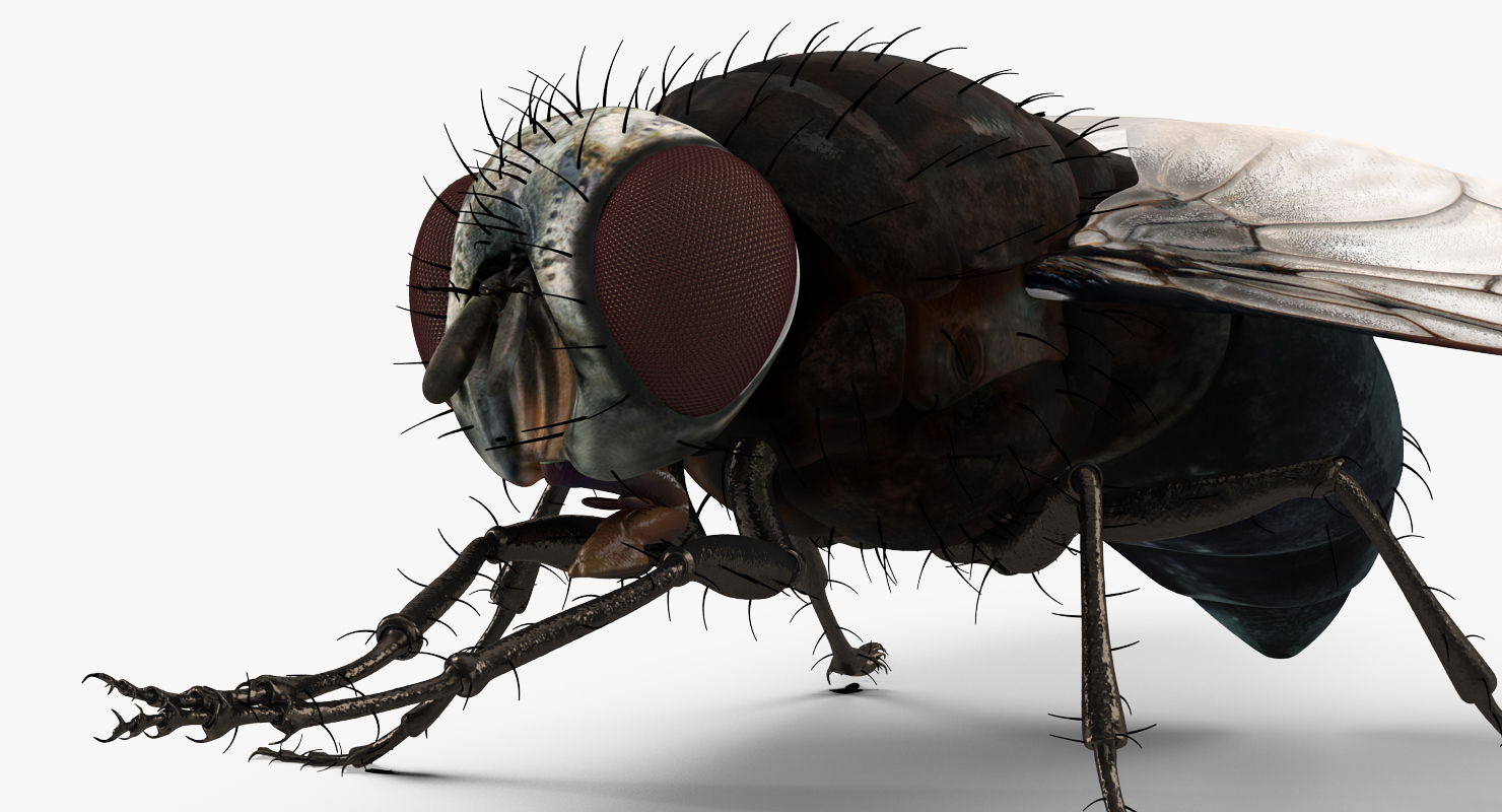3D model Fly Pose 2