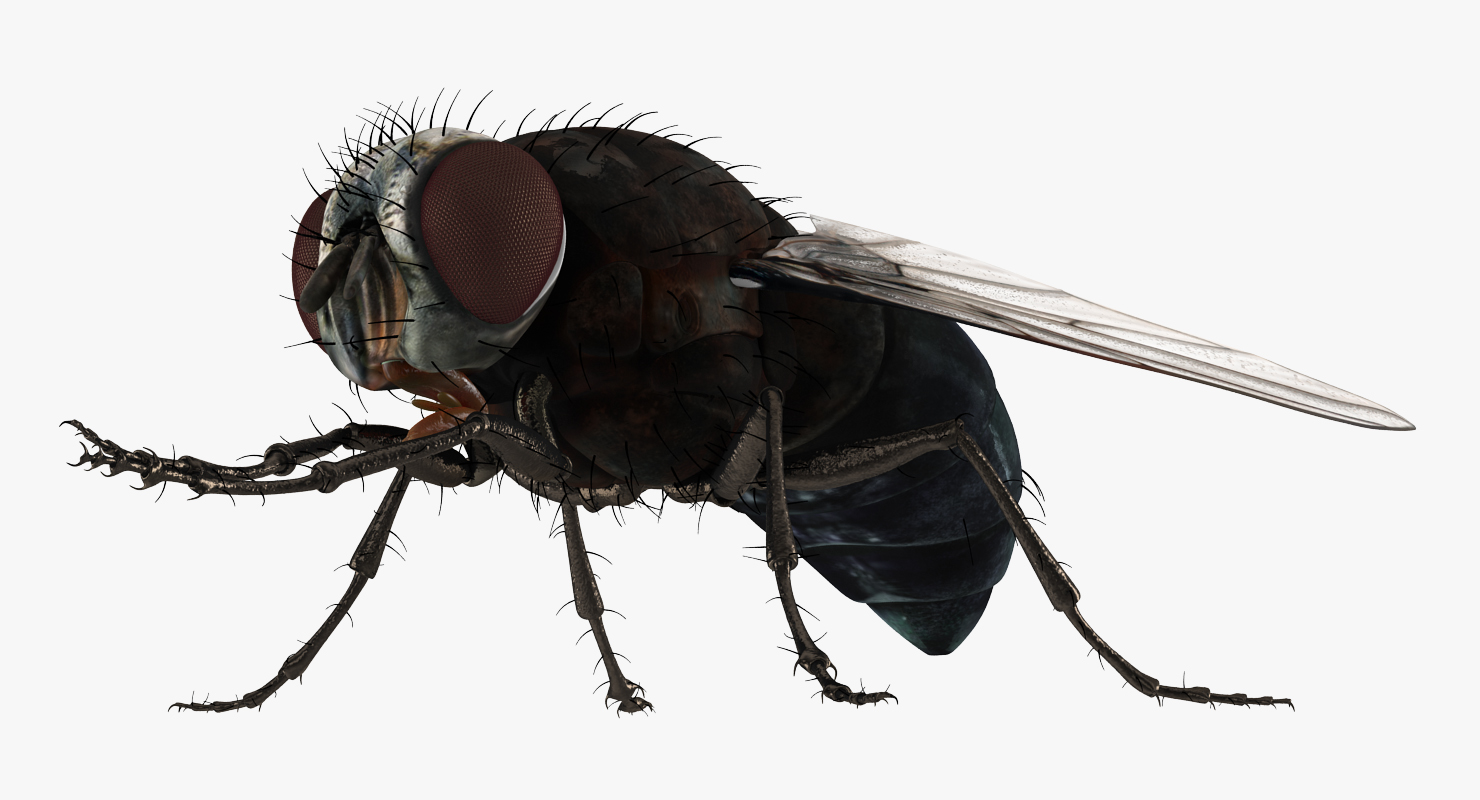 3D model Fly Pose 2