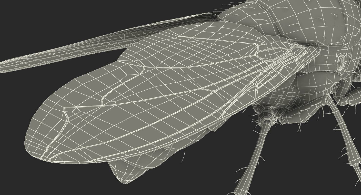3D model Fly Pose 2