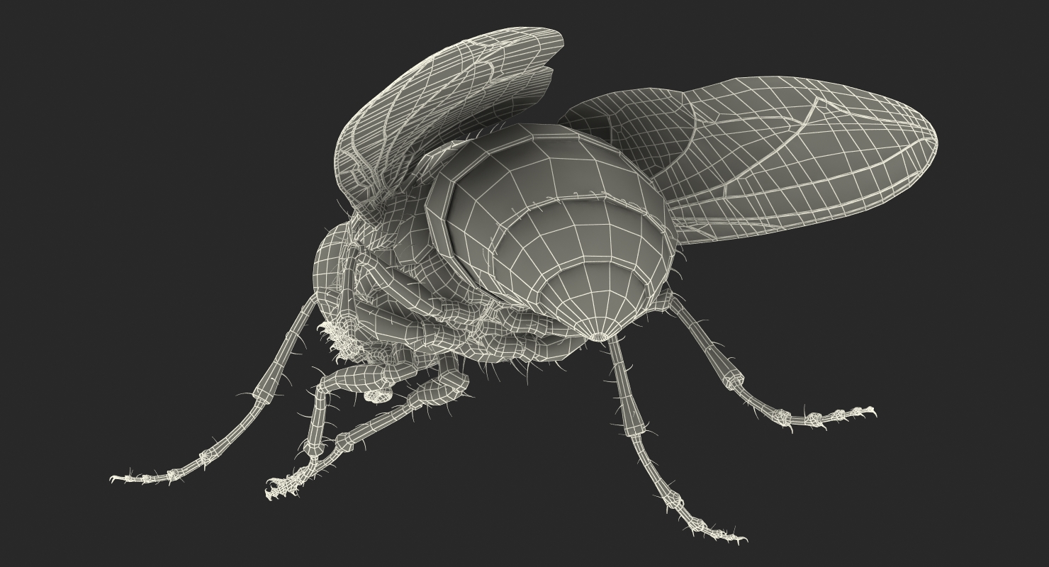3D model Fly Pose 2