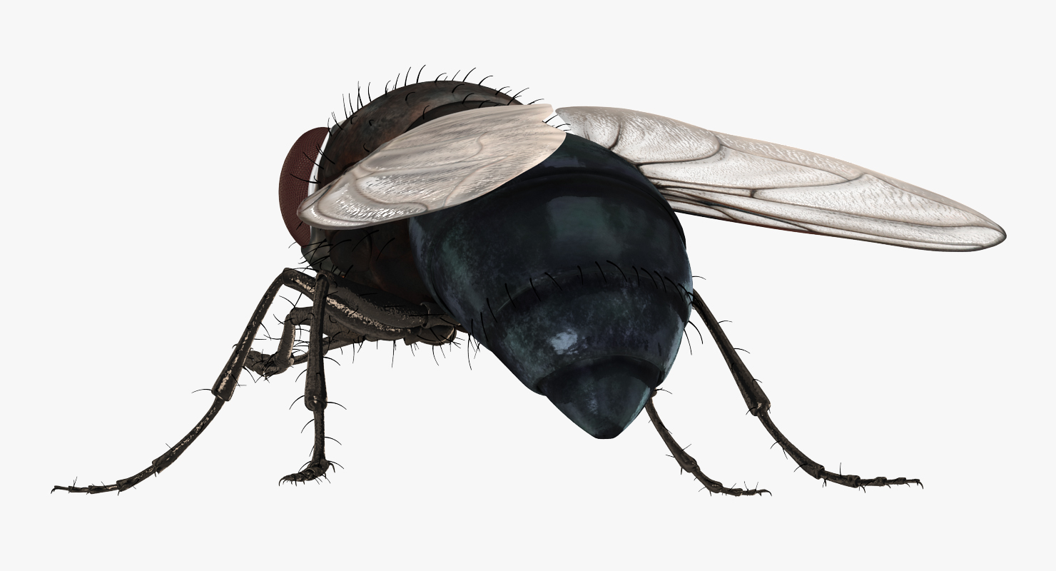 3D model Fly Pose 2