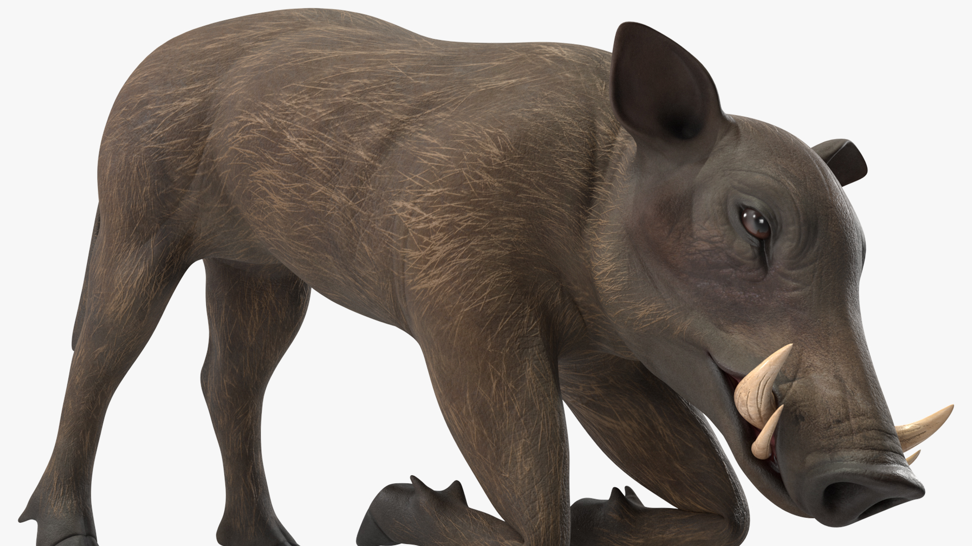 3D African Wild Boar Kneeling Pose