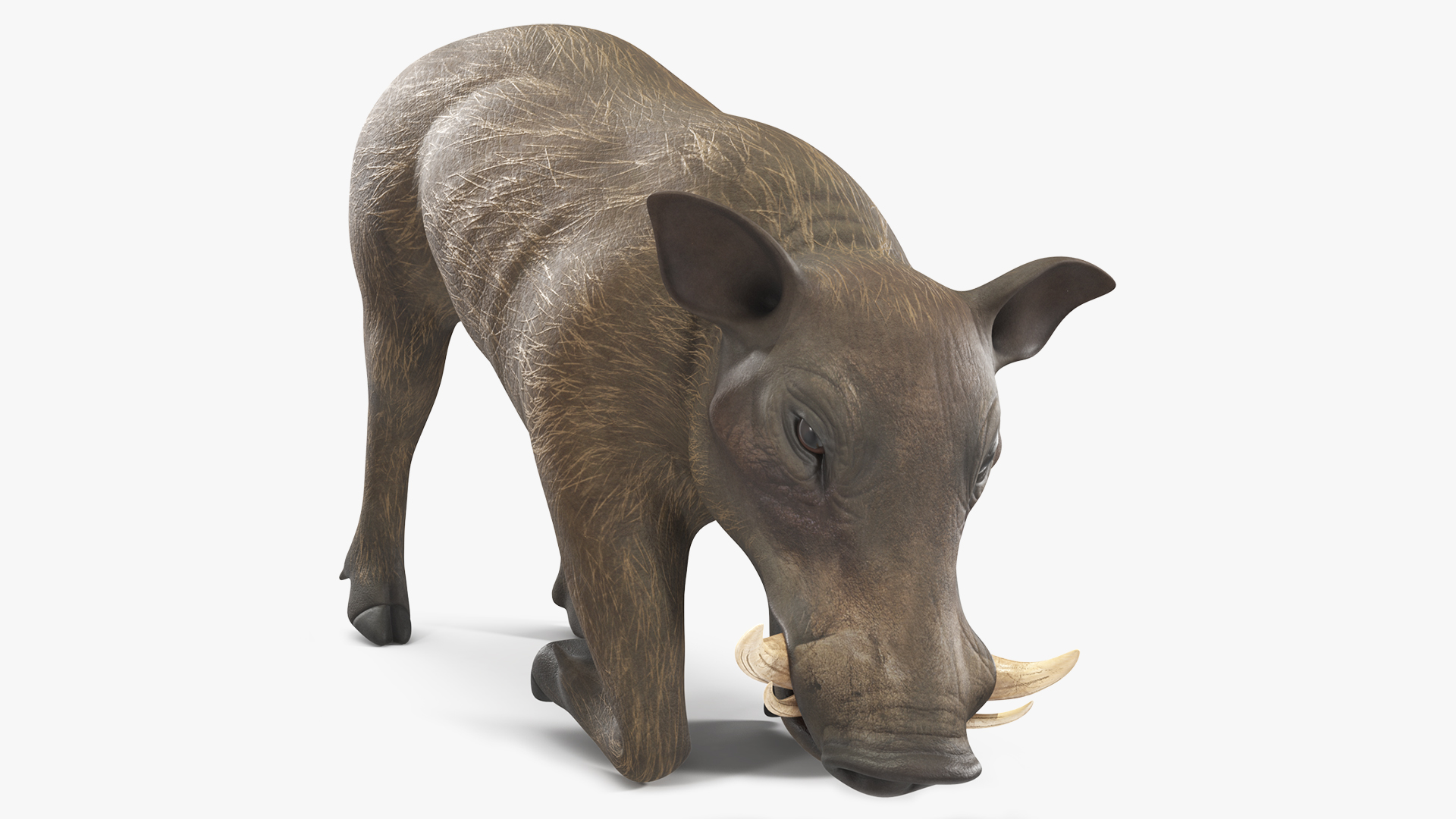 3D African Wild Boar Kneeling Pose