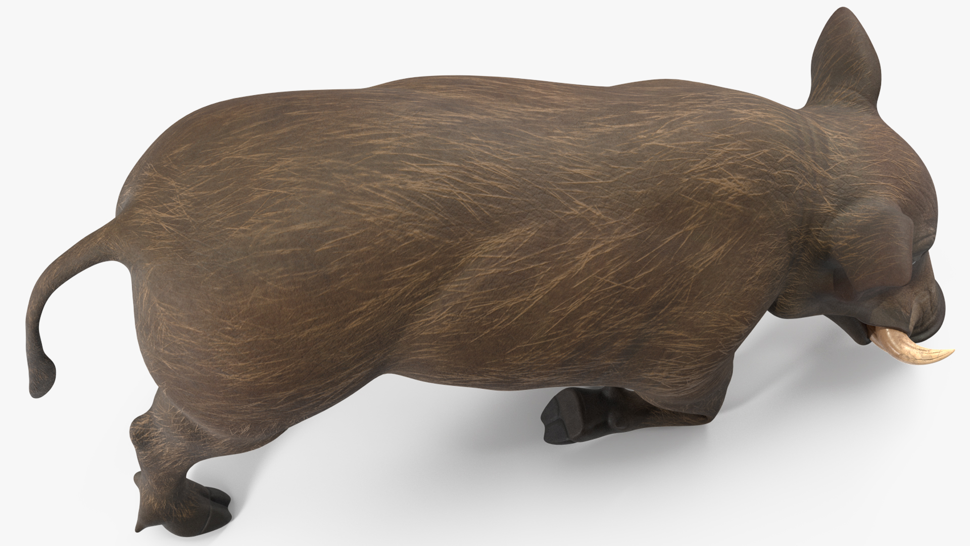 3D African Wild Boar Kneeling Pose