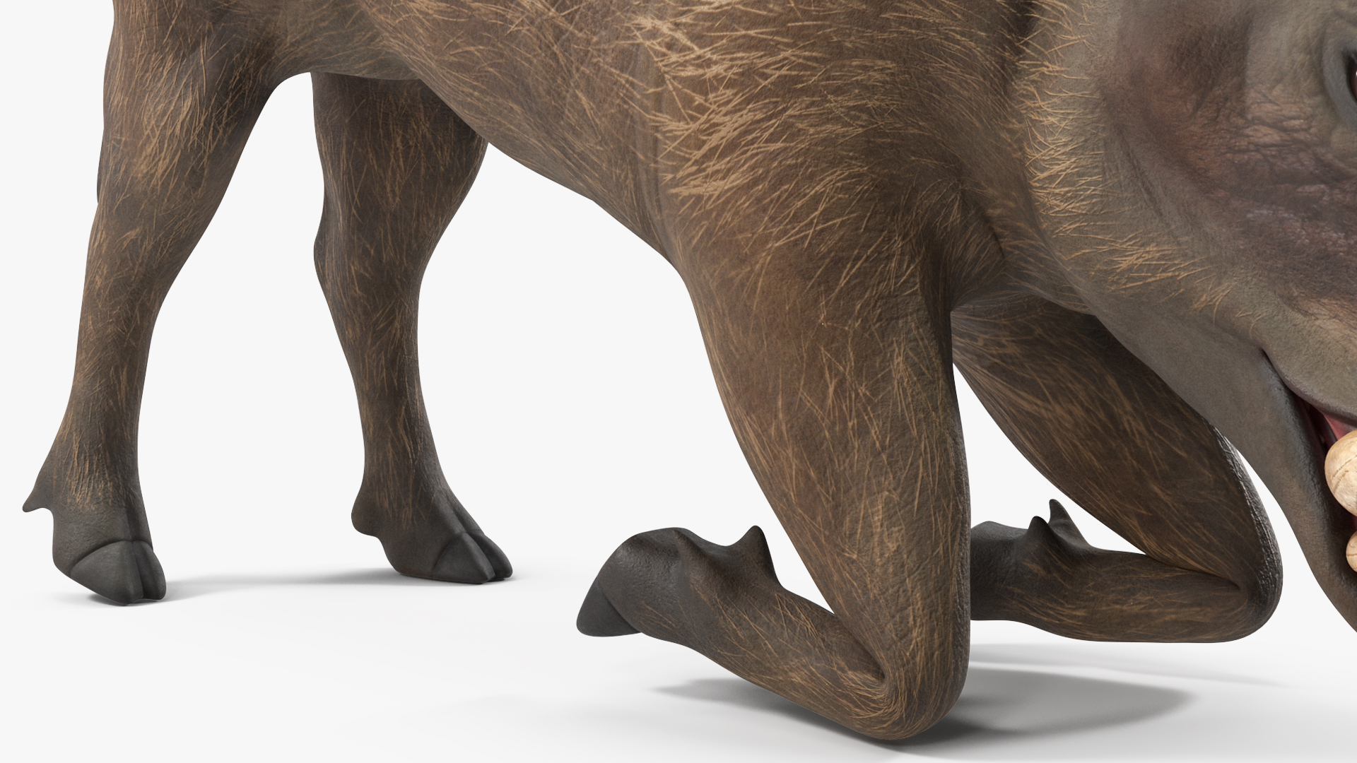 3D African Wild Boar Kneeling Pose