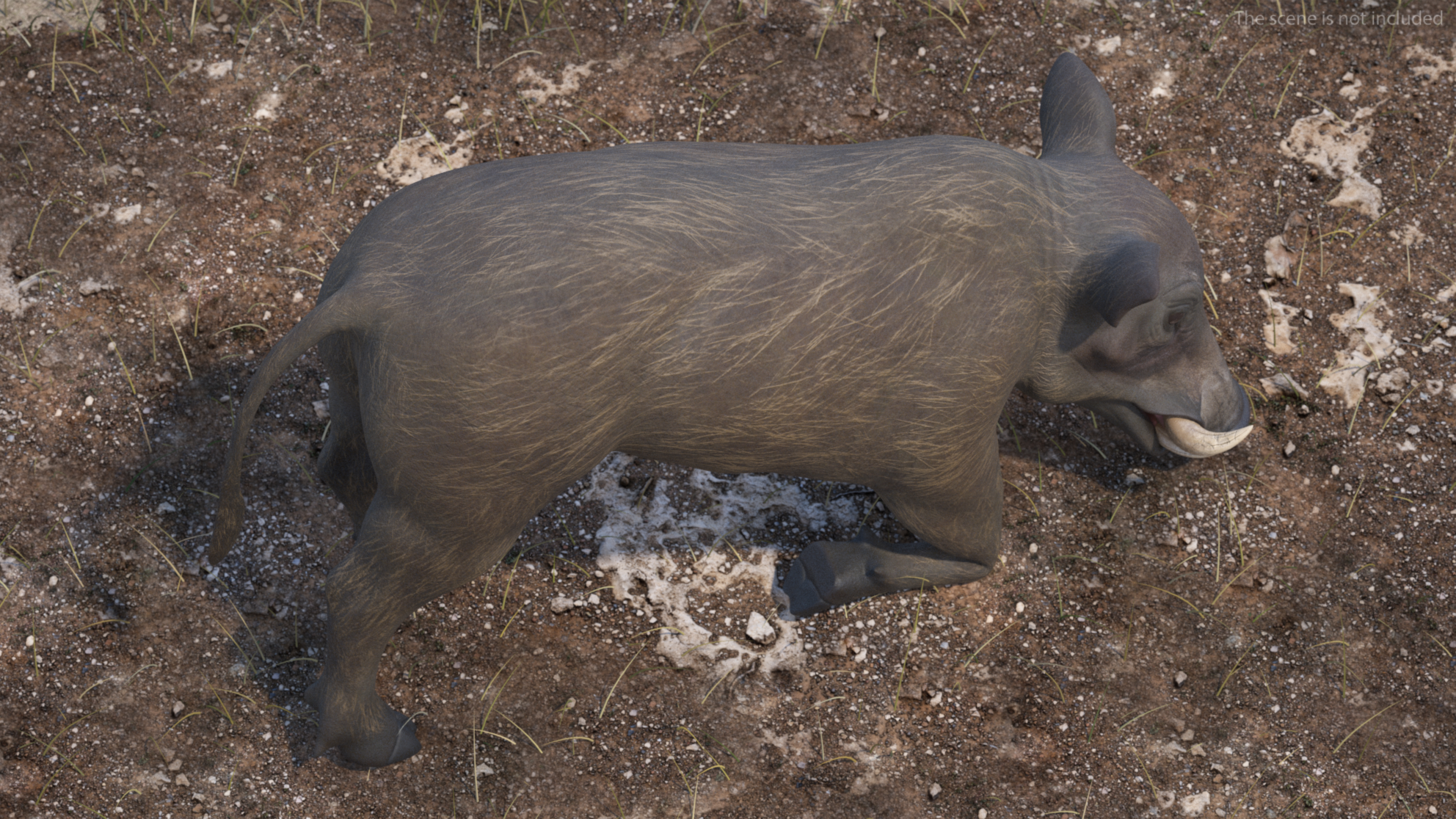 3D African Wild Boar Kneeling Pose