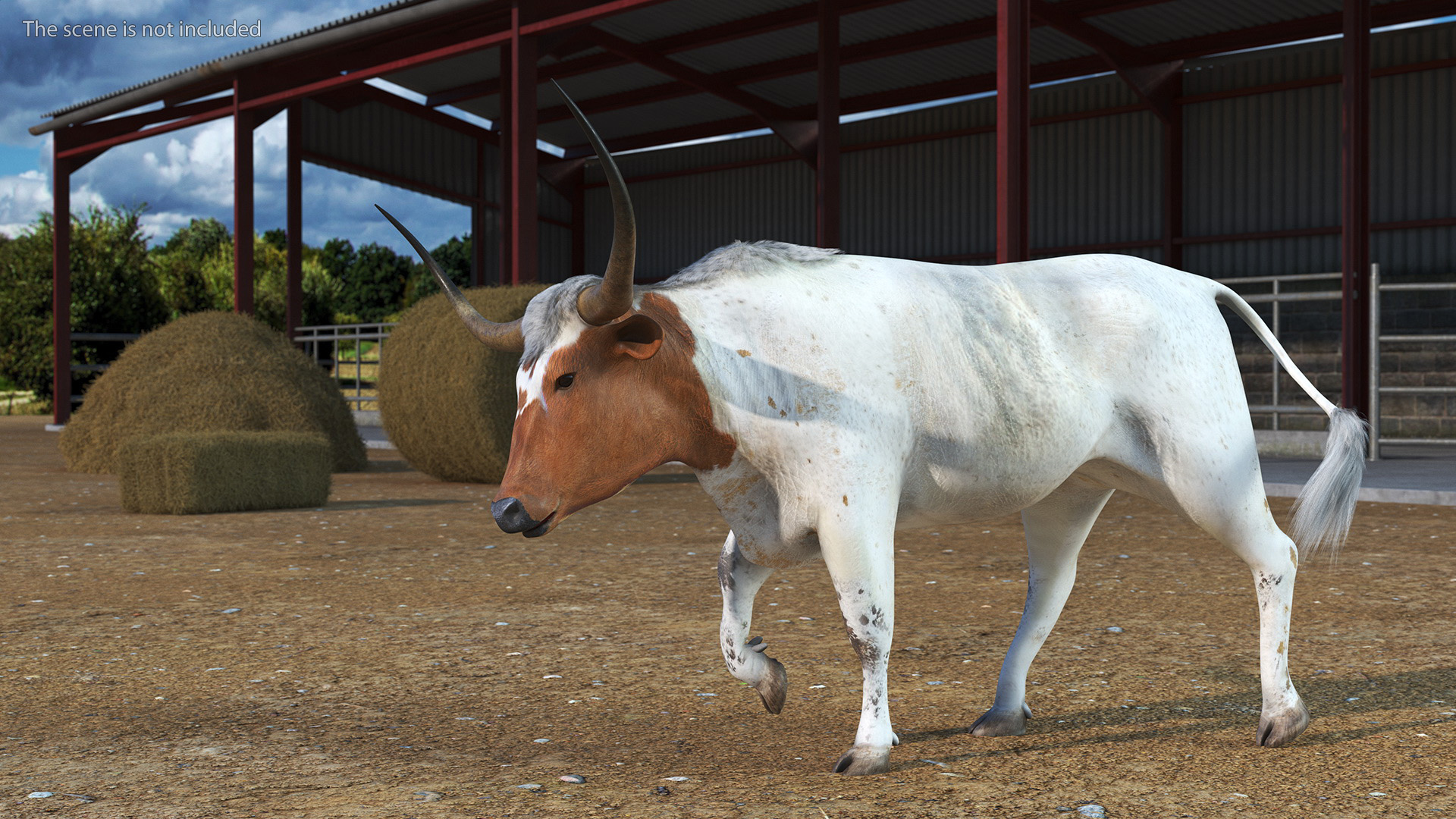 Texas Longhorn White Color Rigged for Maya 3D