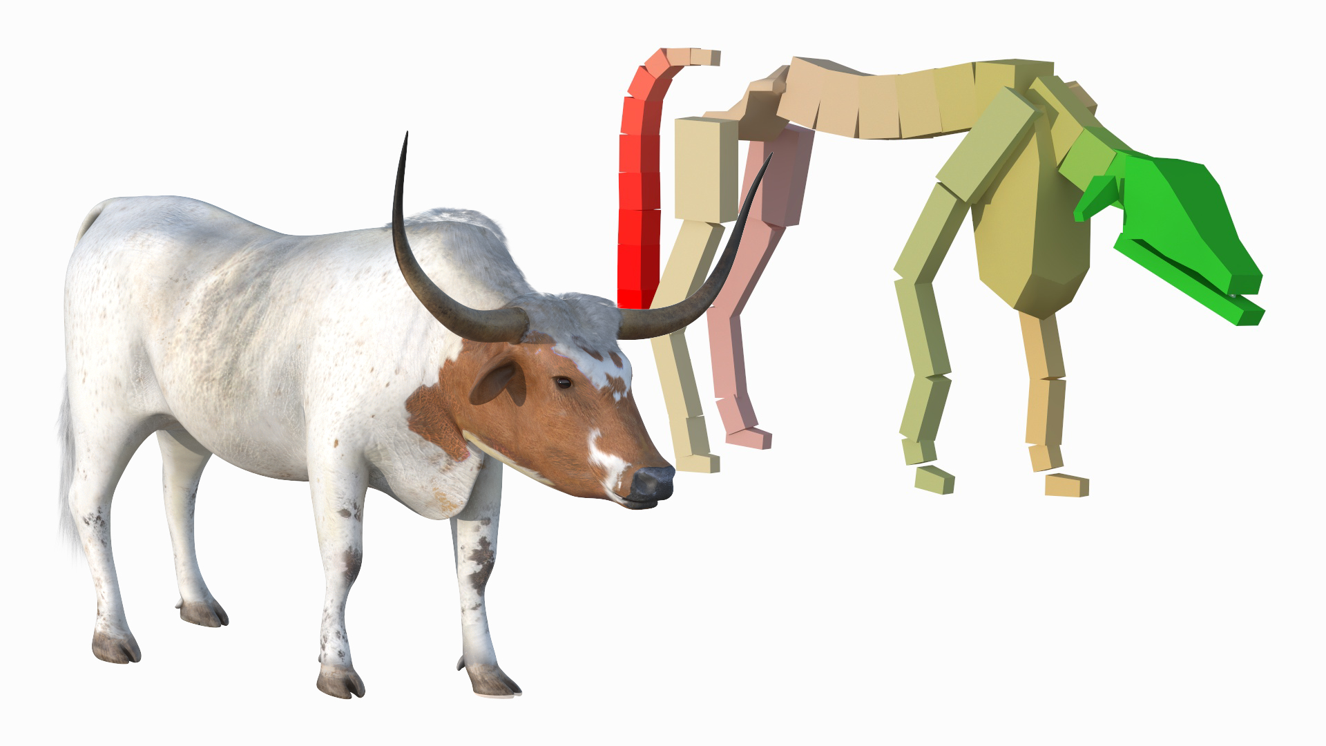 Texas Longhorn White Color Rigged for Maya 3D