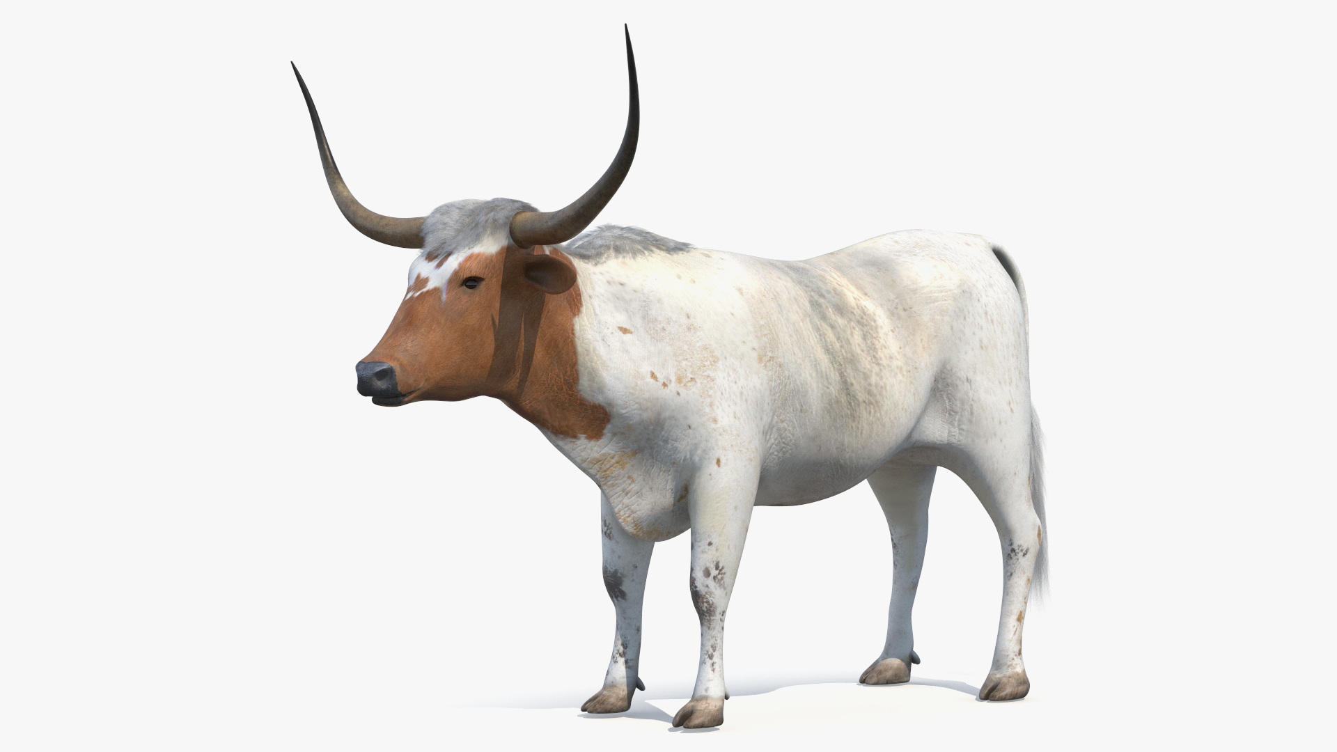 Texas Longhorn White Color Rigged for Maya 3D