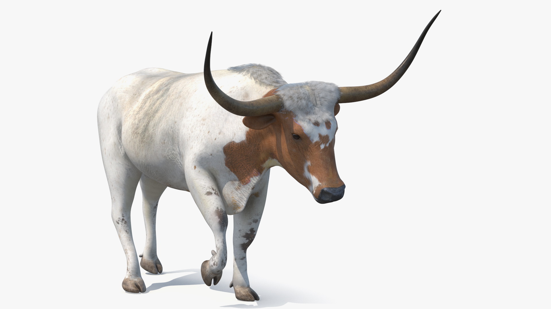 Texas Longhorn White Color Rigged for Maya 3D