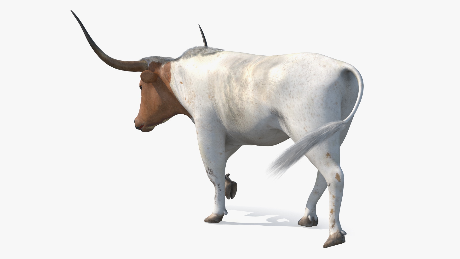 Texas Longhorn White Color Rigged for Maya 3D