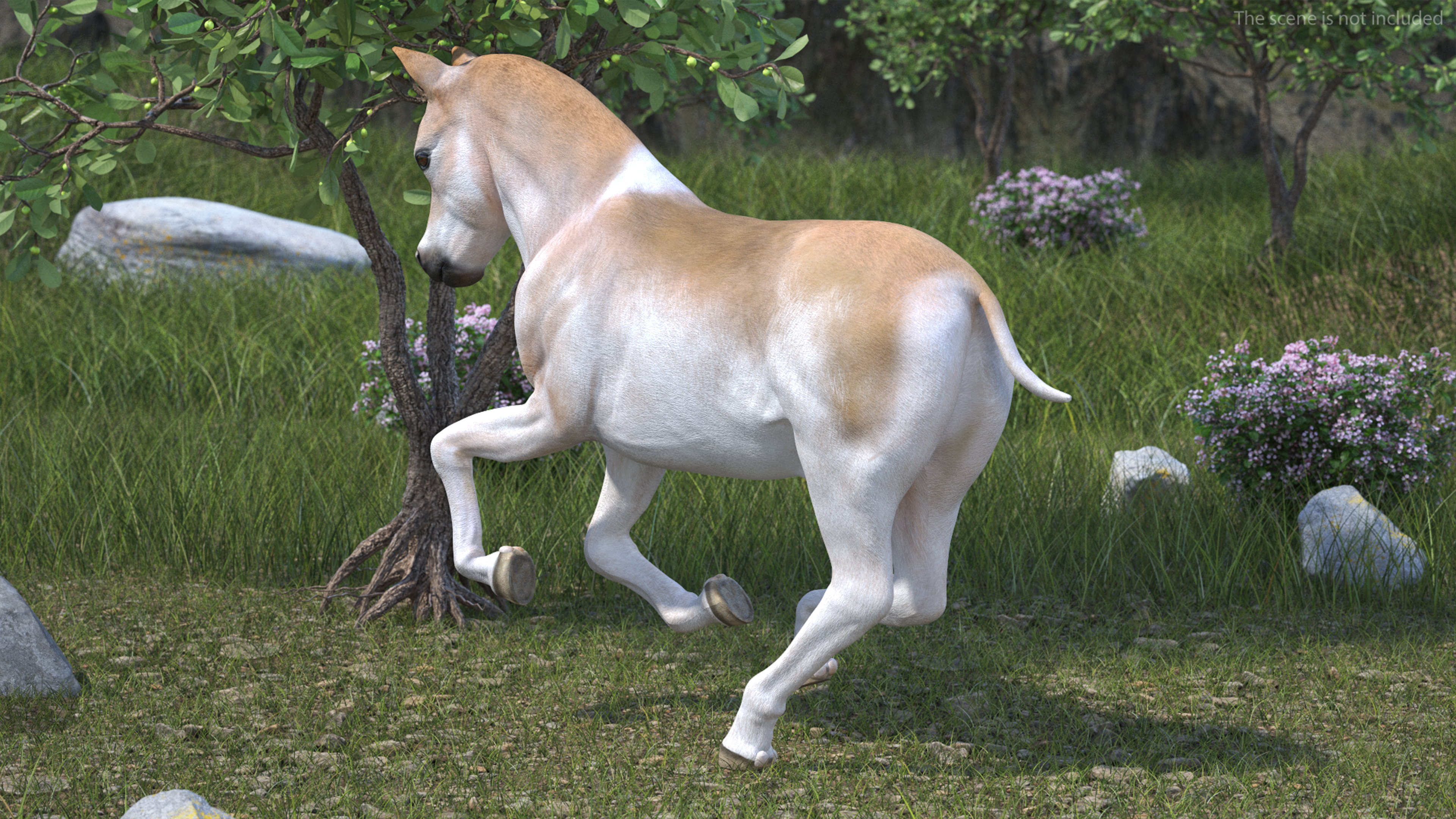 Realistic Shetland Pony Rigged for Cinema 4D 3D model