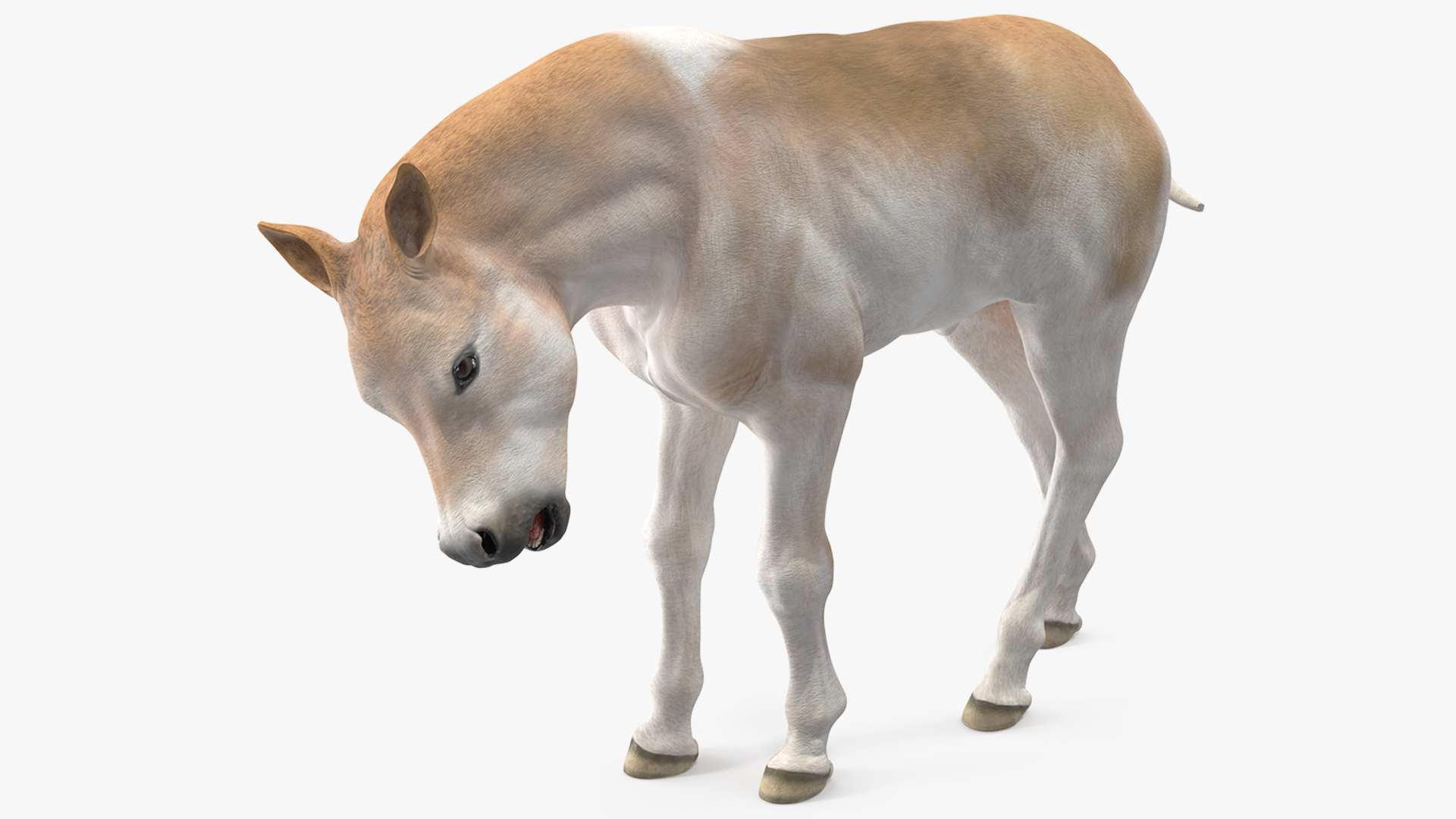 Realistic Shetland Pony Rigged for Cinema 4D 3D model