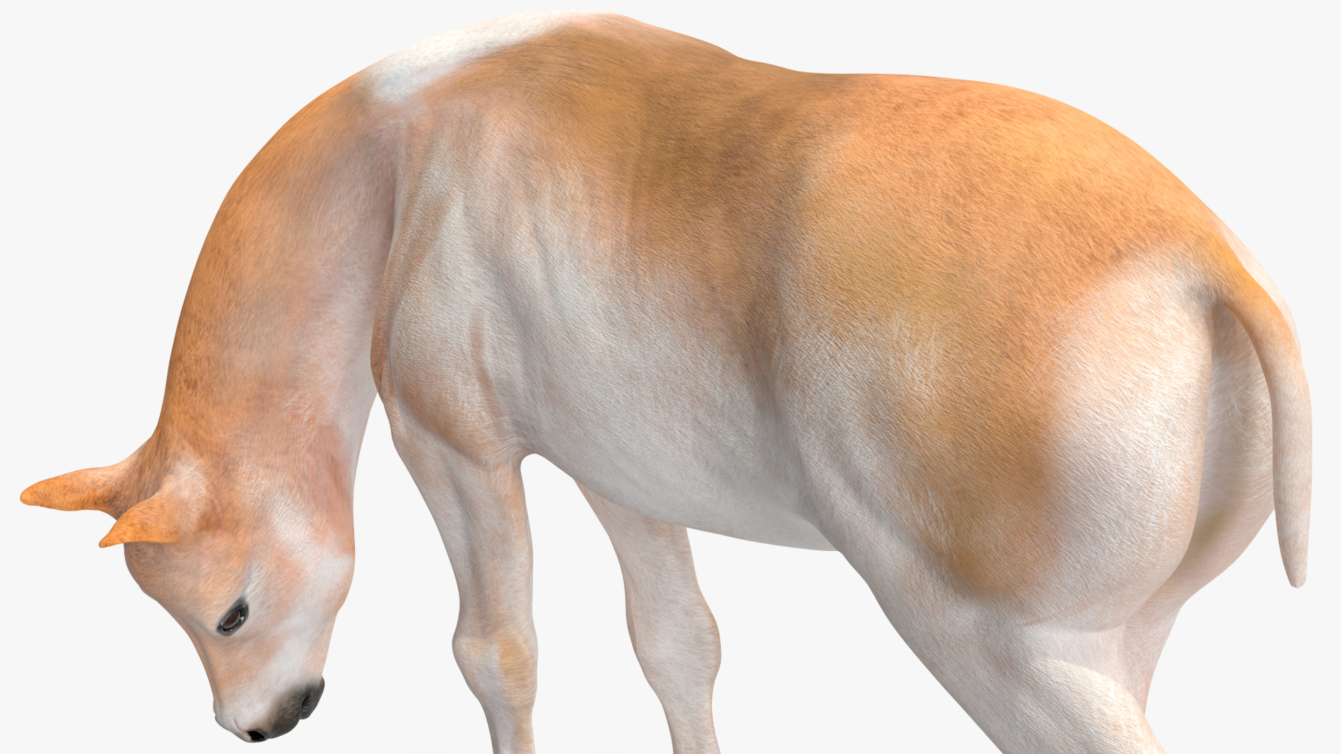 Realistic Shetland Pony Rigged for Cinema 4D 3D model