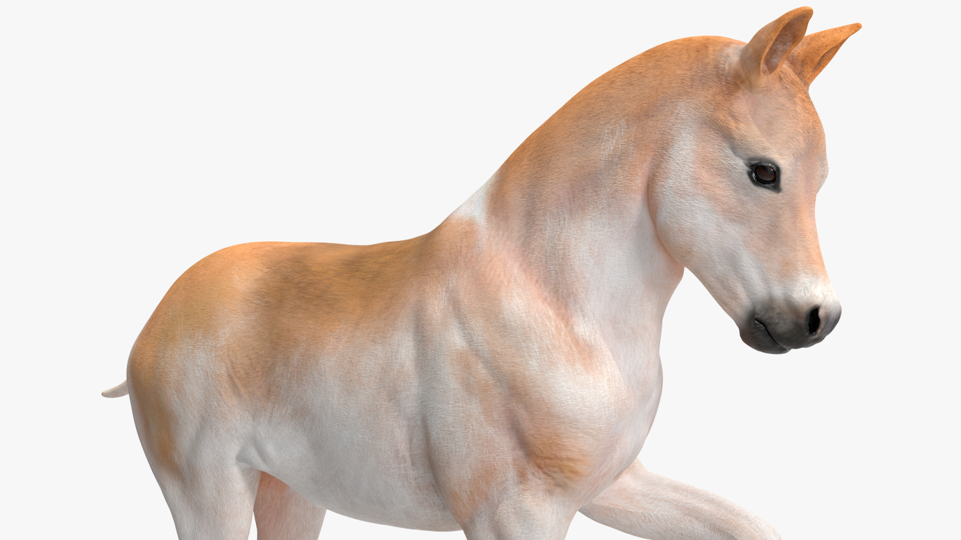 Realistic Shetland Pony Rigged for Cinema 4D 3D model