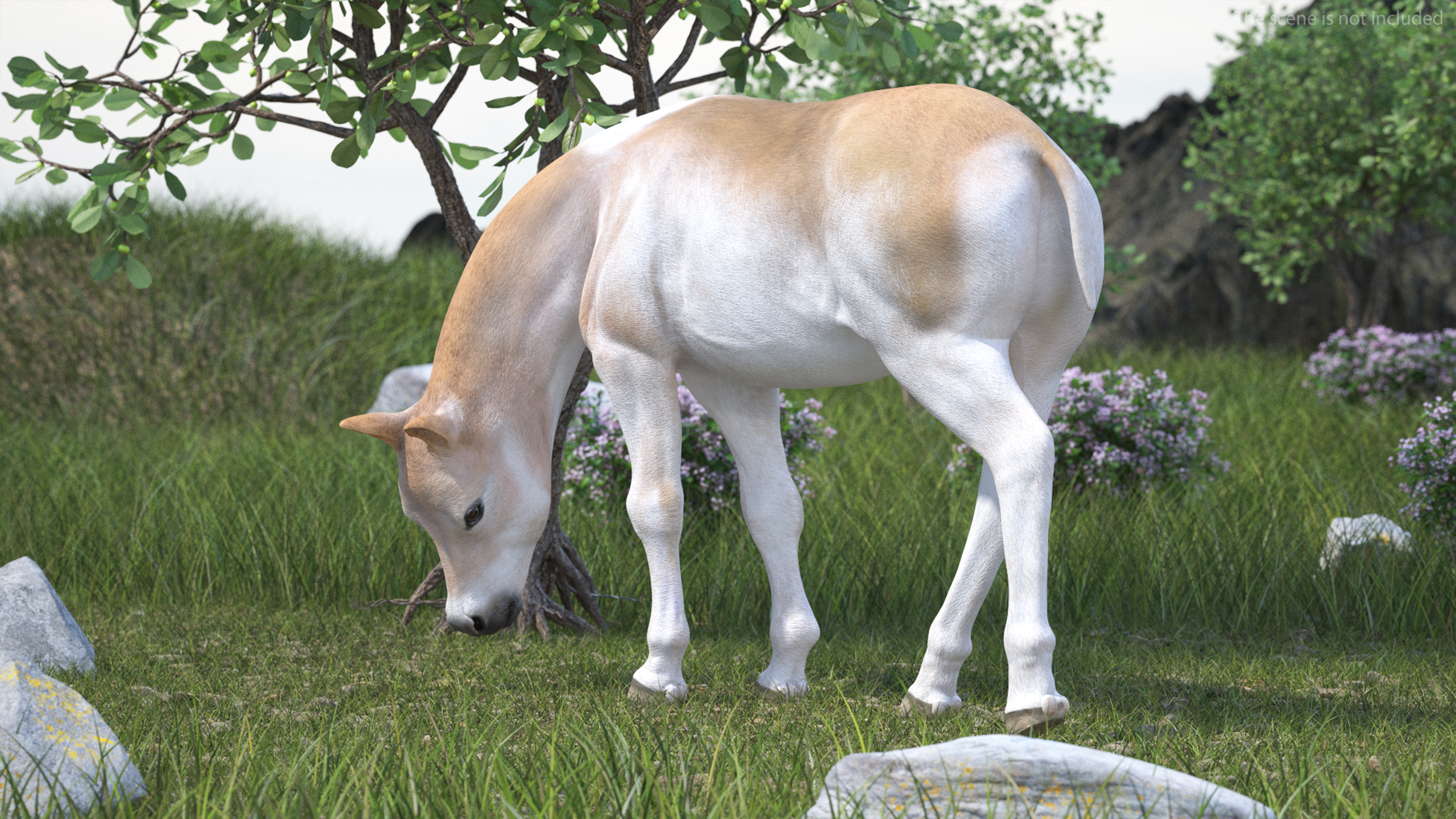 Realistic Shetland Pony Rigged for Cinema 4D 3D model