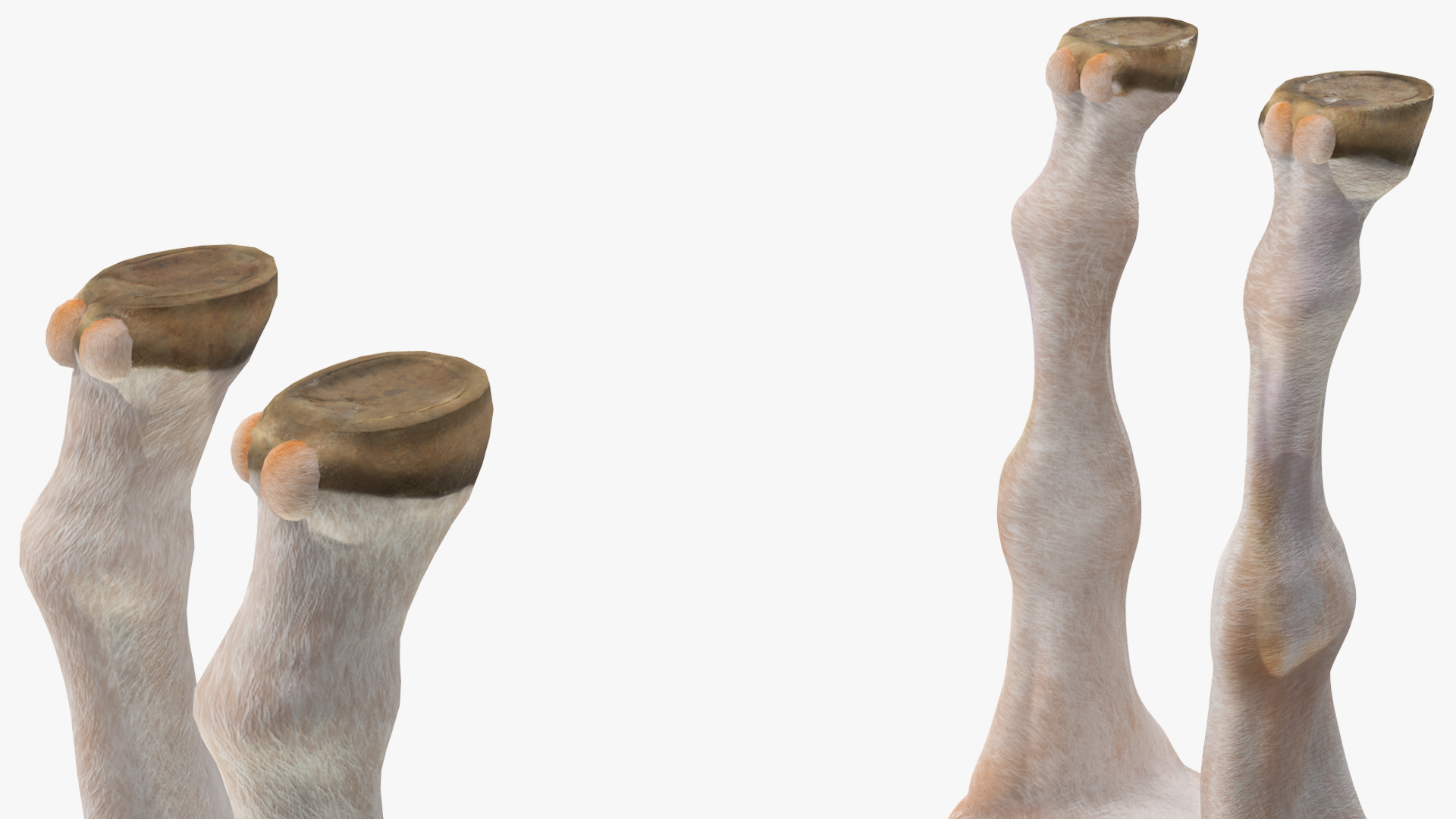 Realistic Shetland Pony Rigged for Cinema 4D 3D model