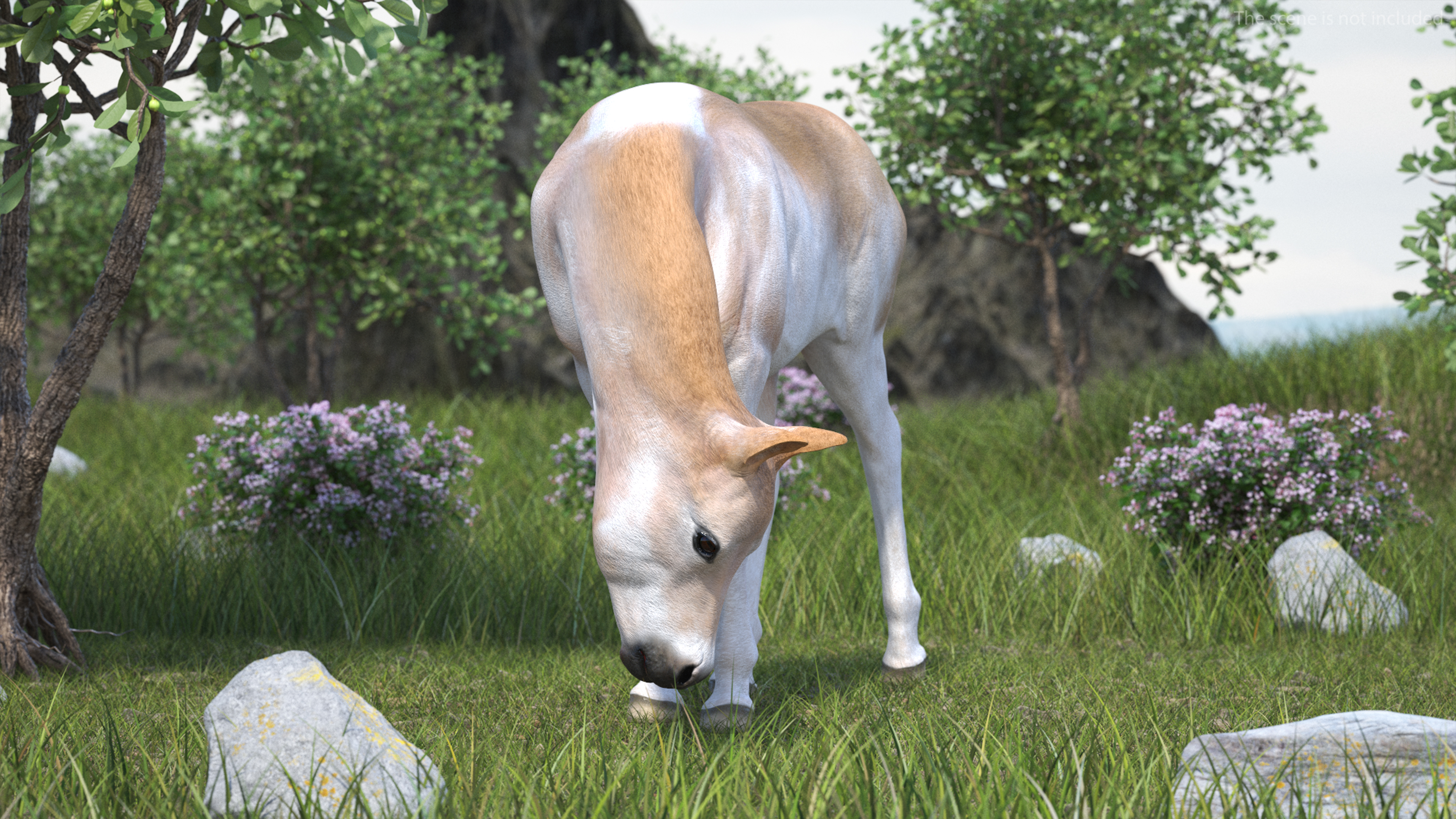 Realistic Shetland Pony Rigged for Cinema 4D 3D model
