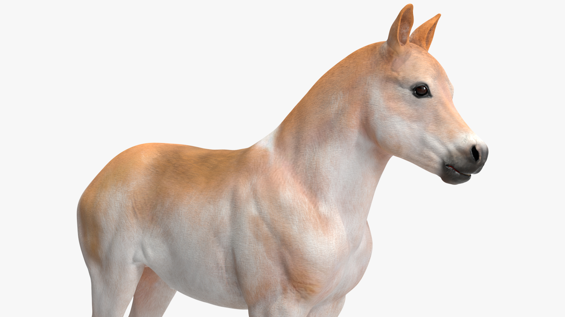 Realistic Shetland Pony Rigged for Cinema 4D 3D model