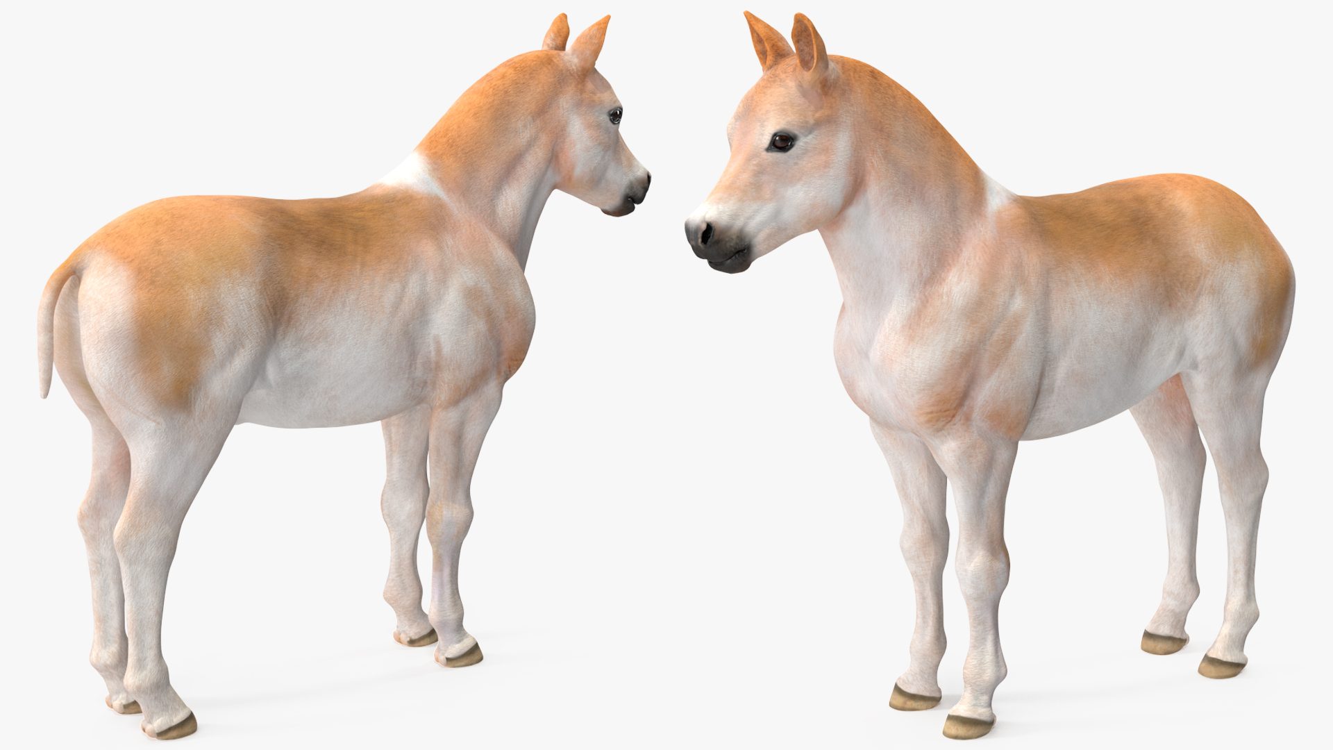 Realistic Shetland Pony Rigged for Cinema 4D 3D model