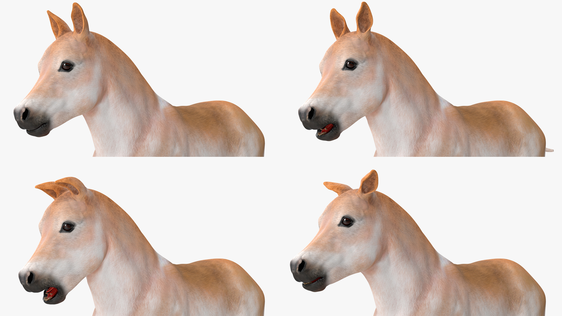 Realistic Shetland Pony Rigged for Cinema 4D 3D model