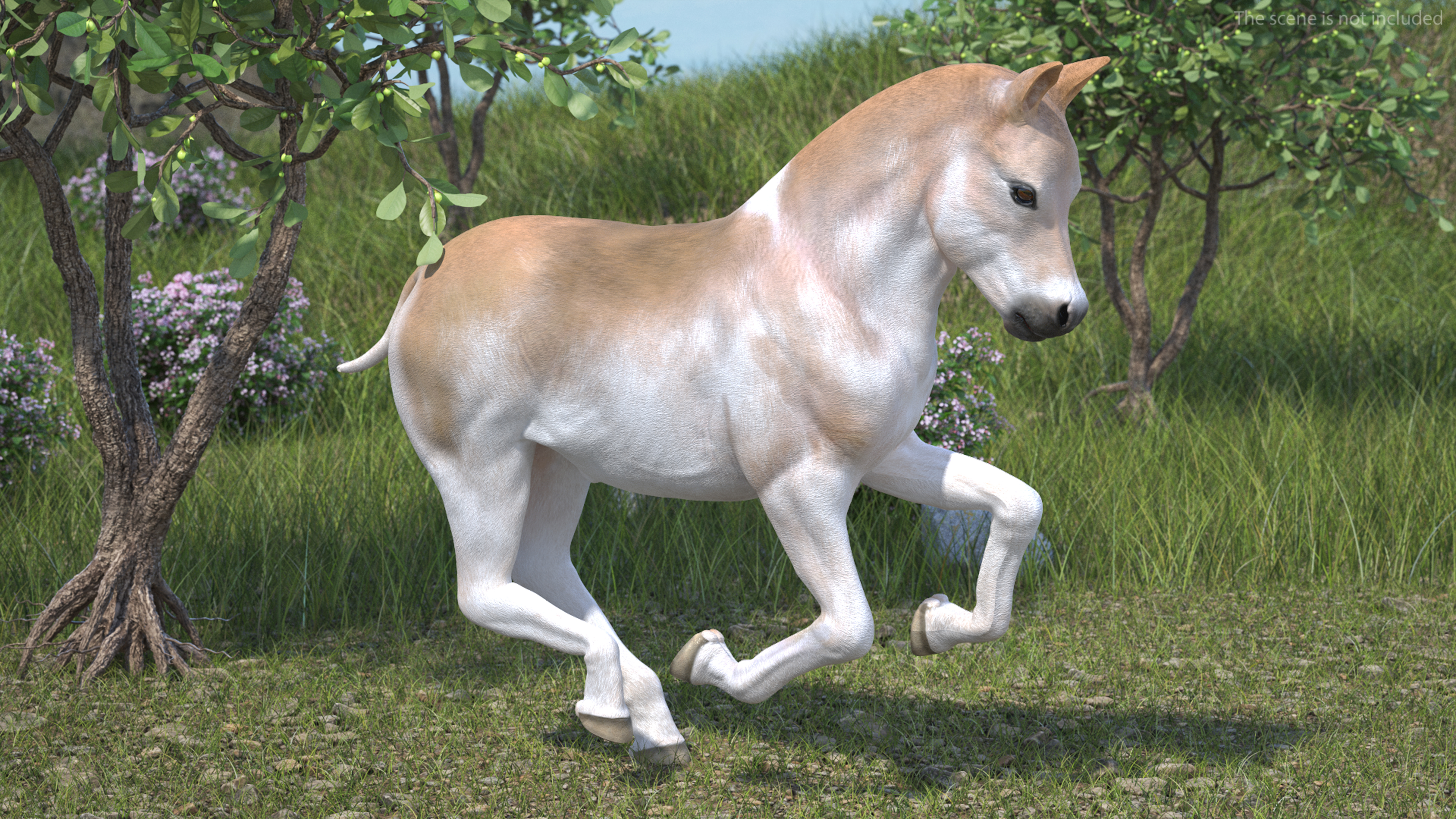 Realistic Shetland Pony Rigged for Cinema 4D 3D model