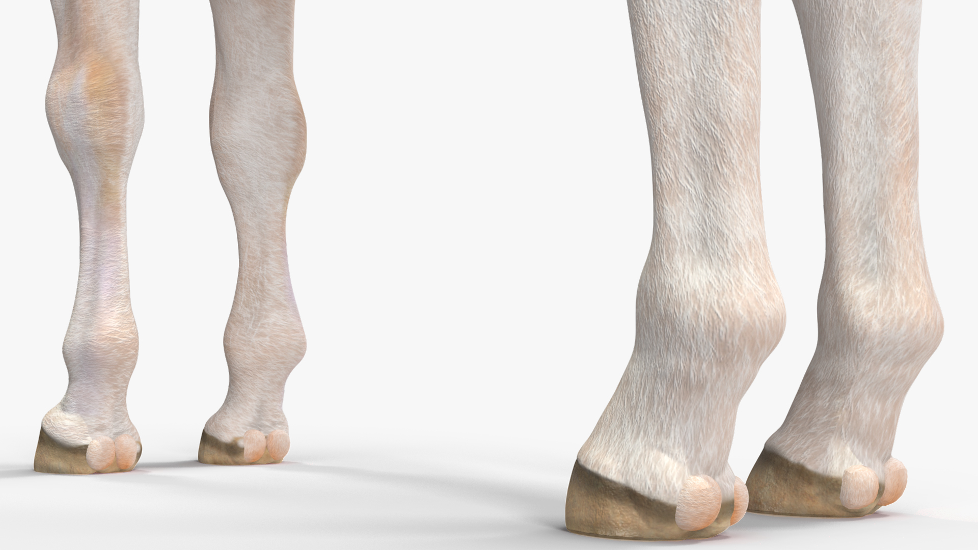 Realistic Shetland Pony Rigged for Cinema 4D 3D model