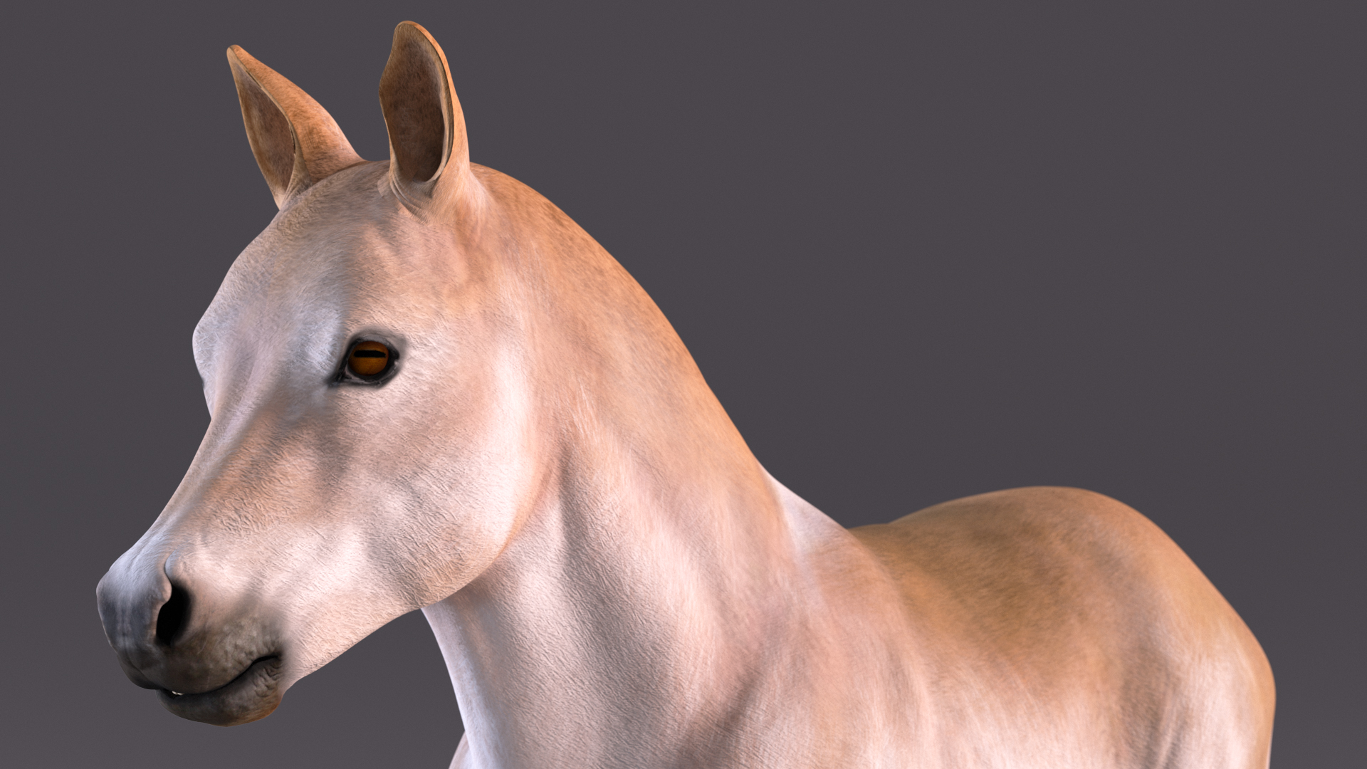 Realistic Shetland Pony Rigged for Cinema 4D 3D model