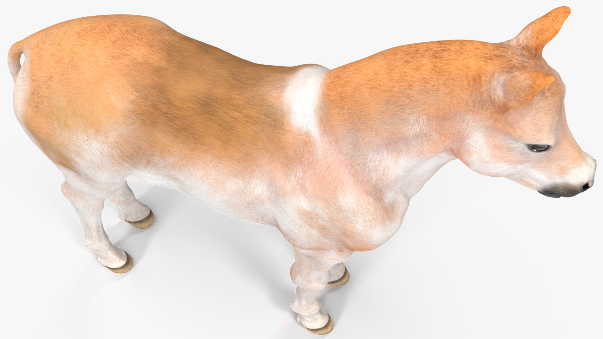 Realistic Shetland Pony Rigged for Cinema 4D 3D model