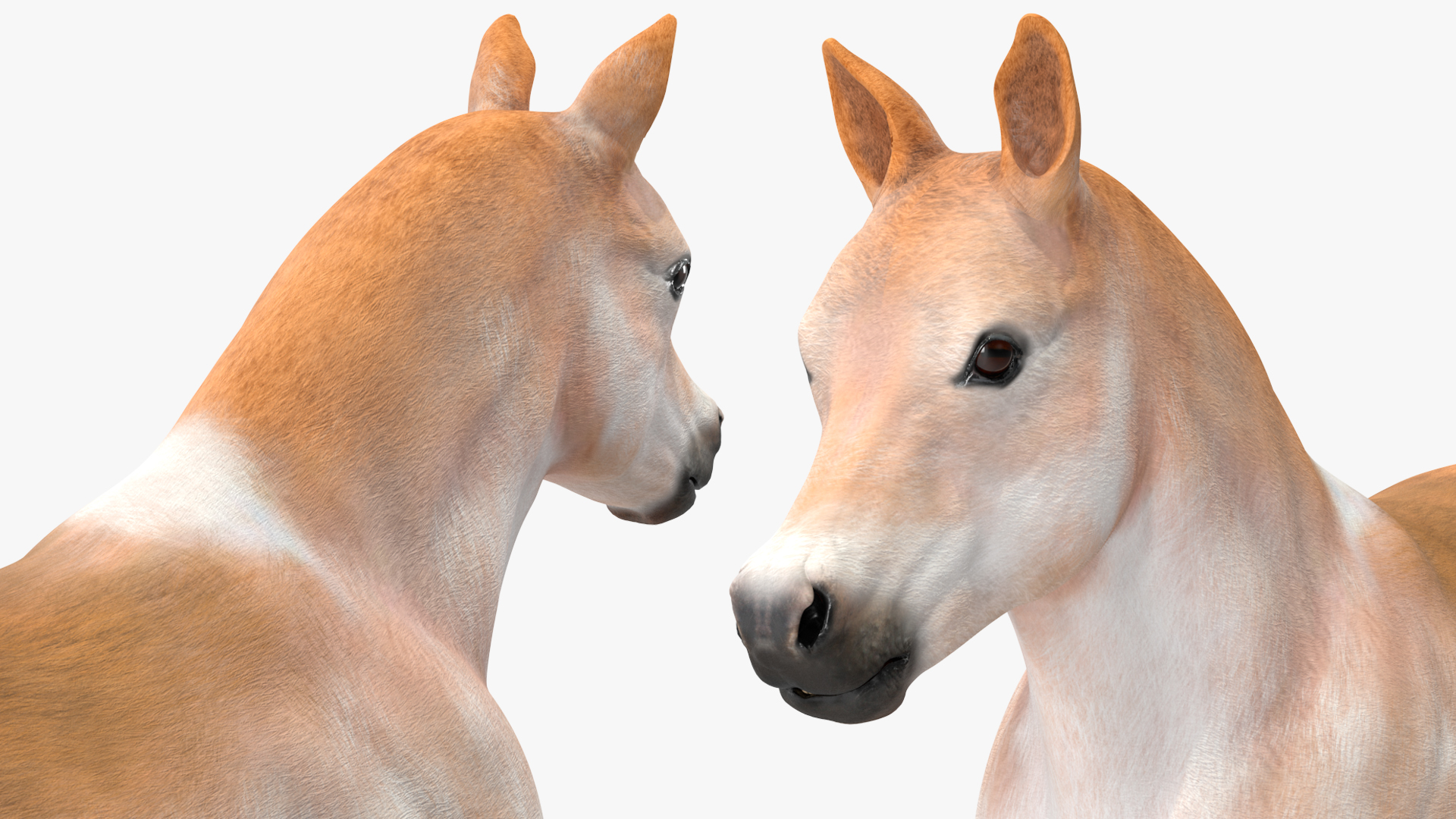 Realistic Shetland Pony Rigged for Cinema 4D 3D model