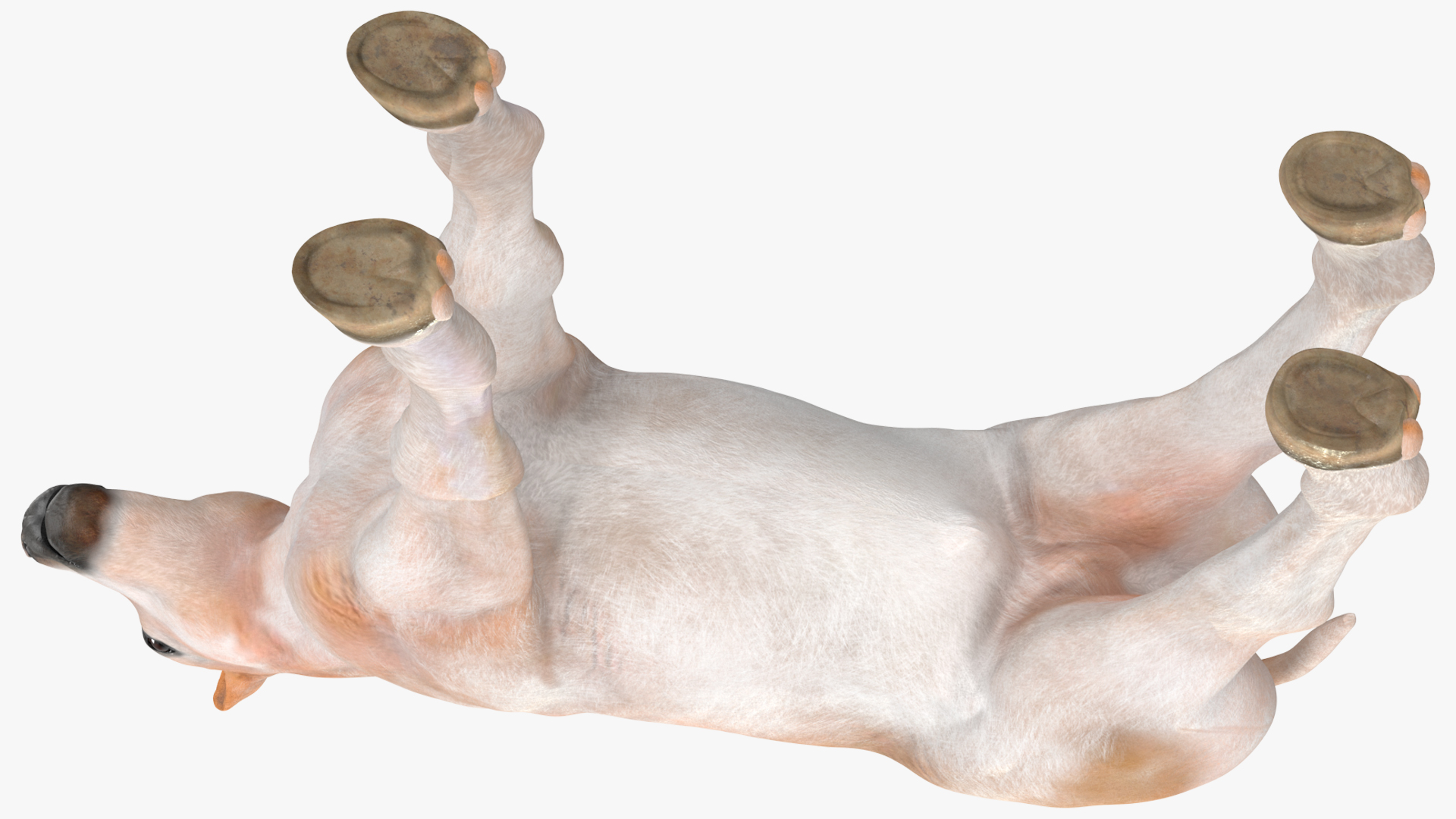 Realistic Shetland Pony Rigged for Cinema 4D 3D model