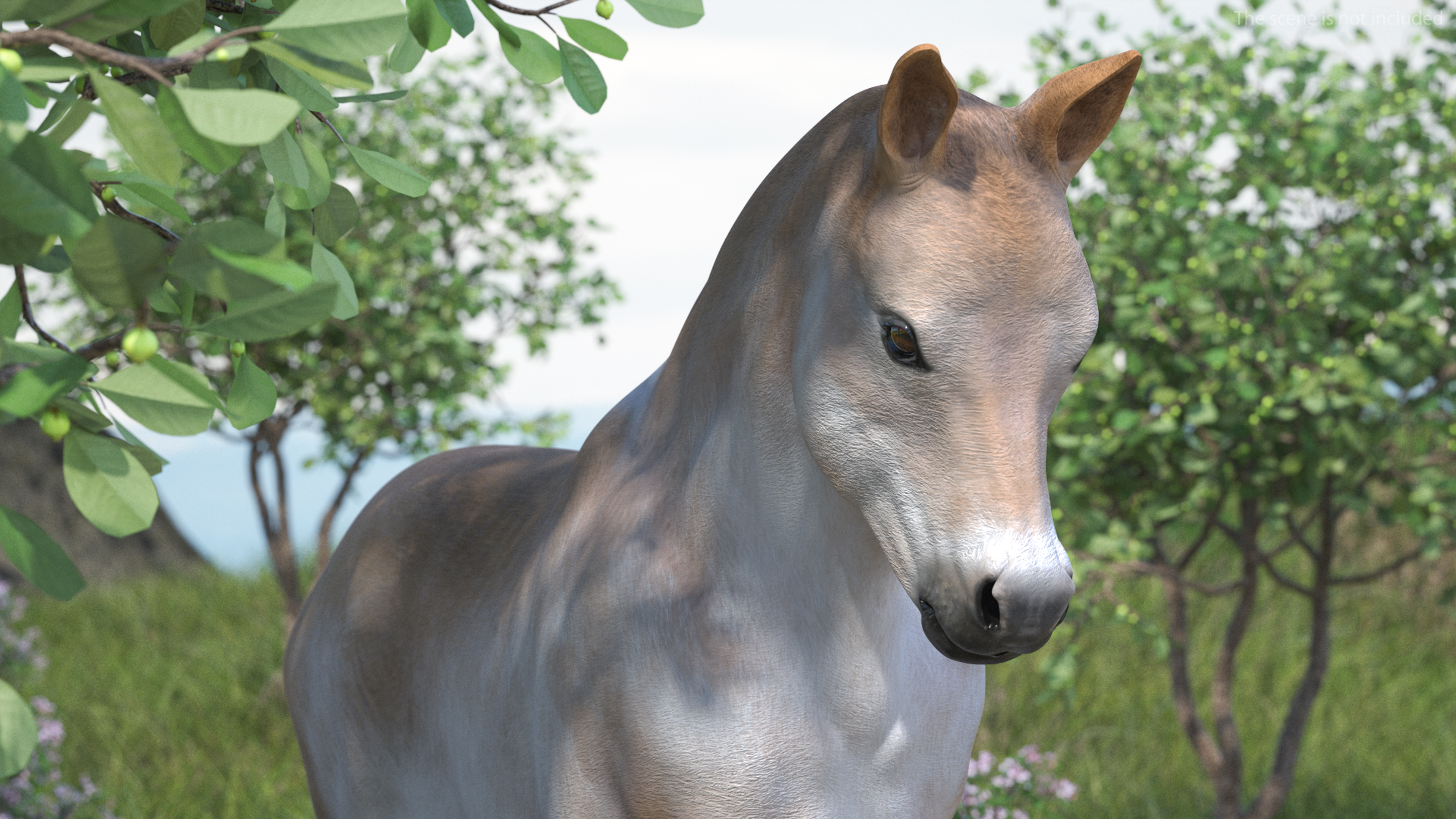 Realistic Shetland Pony Rigged for Cinema 4D 3D model