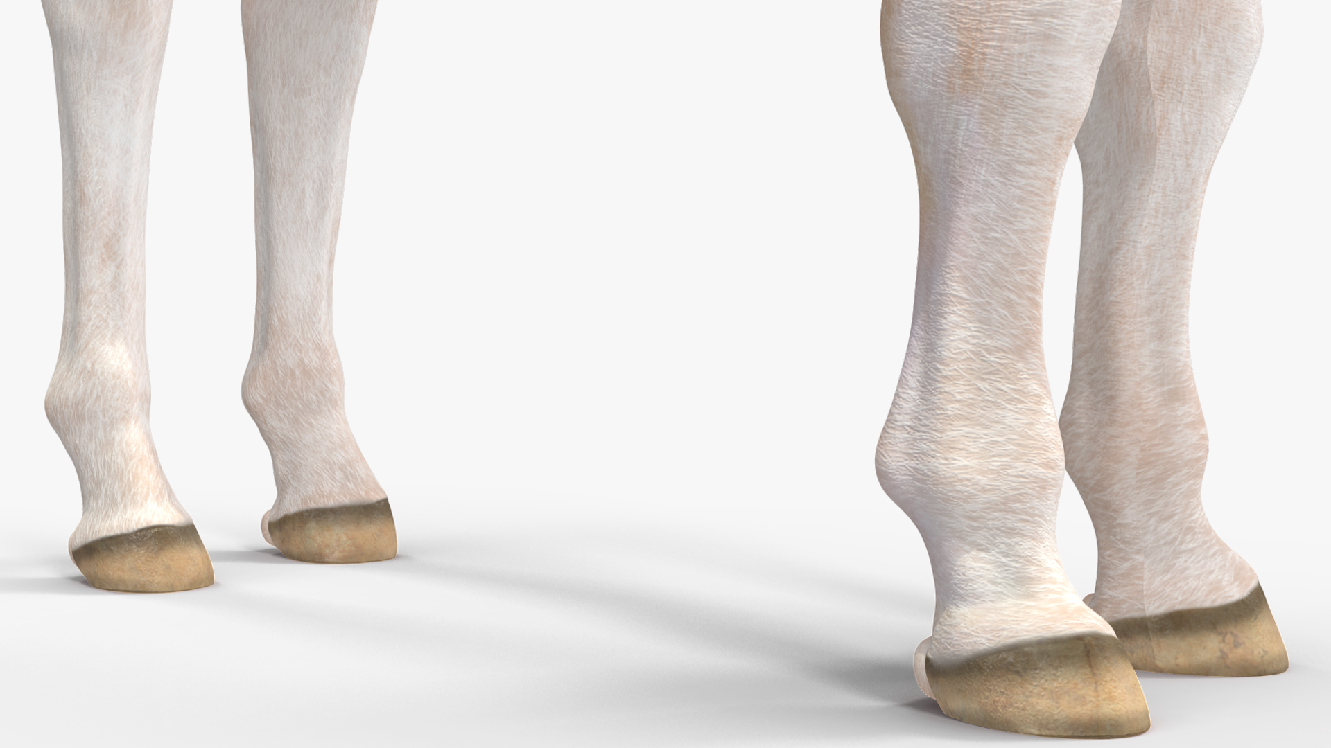 Realistic Shetland Pony Rigged for Cinema 4D 3D model
