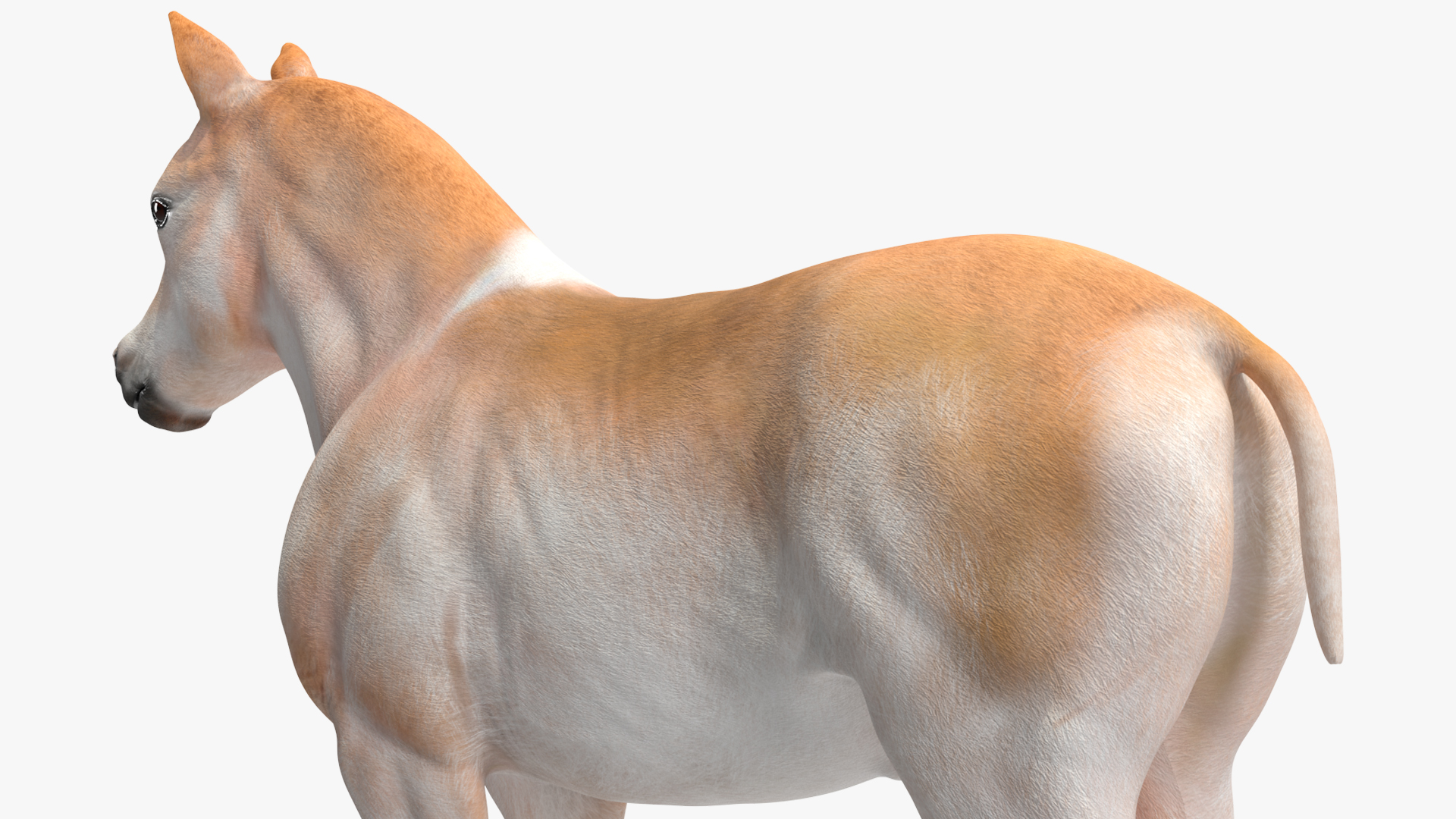 Realistic Shetland Pony Rigged for Cinema 4D 3D model