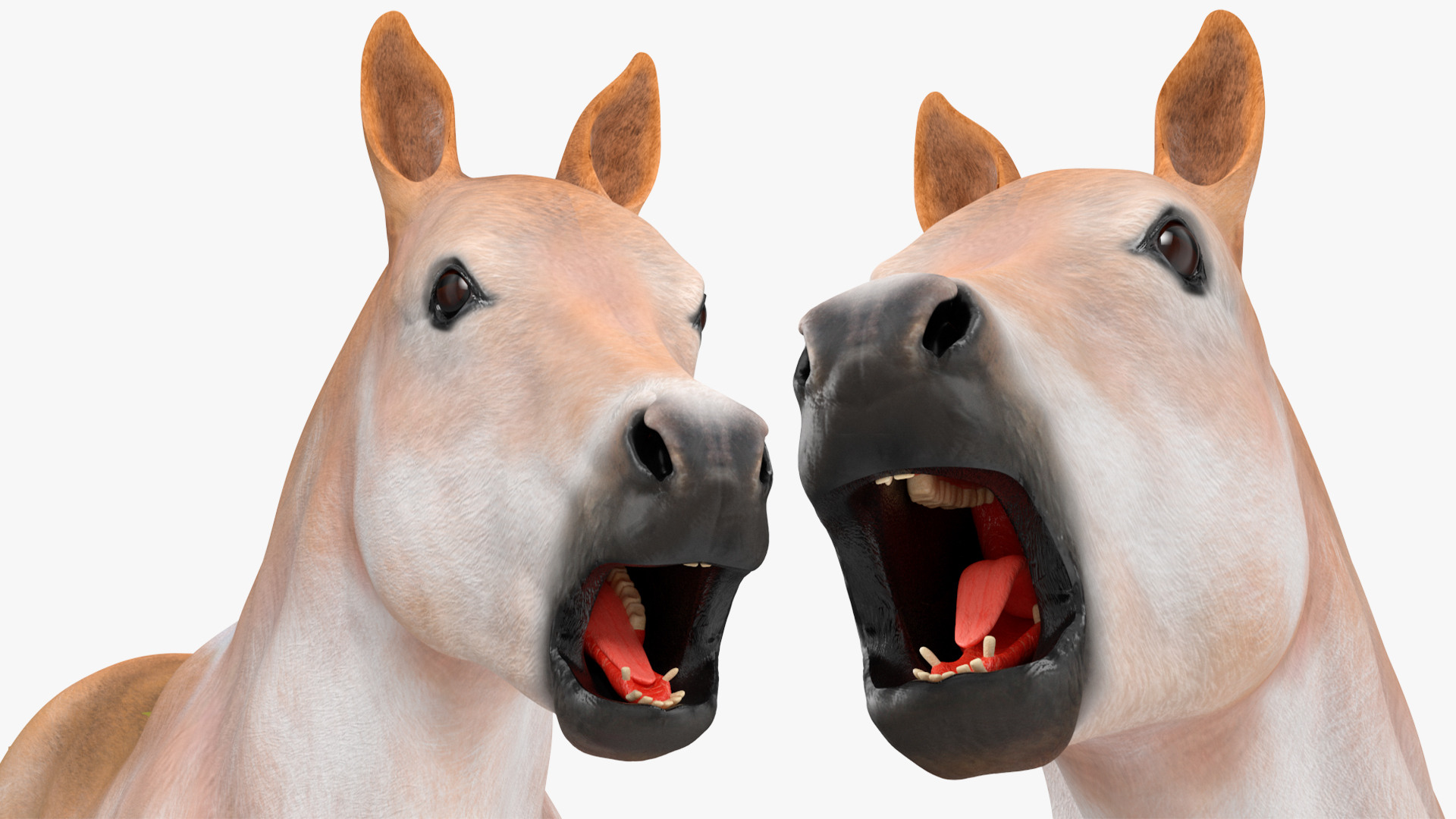 Realistic Shetland Pony Rigged for Cinema 4D 3D model