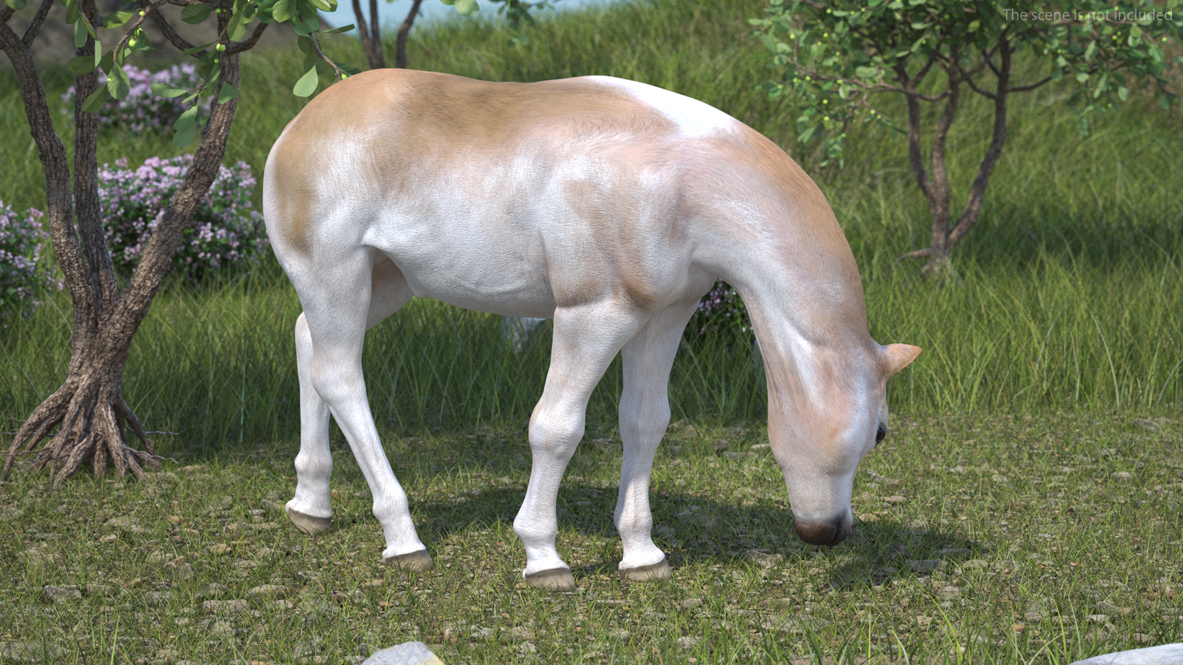 Realistic Shetland Pony Rigged for Cinema 4D 3D model