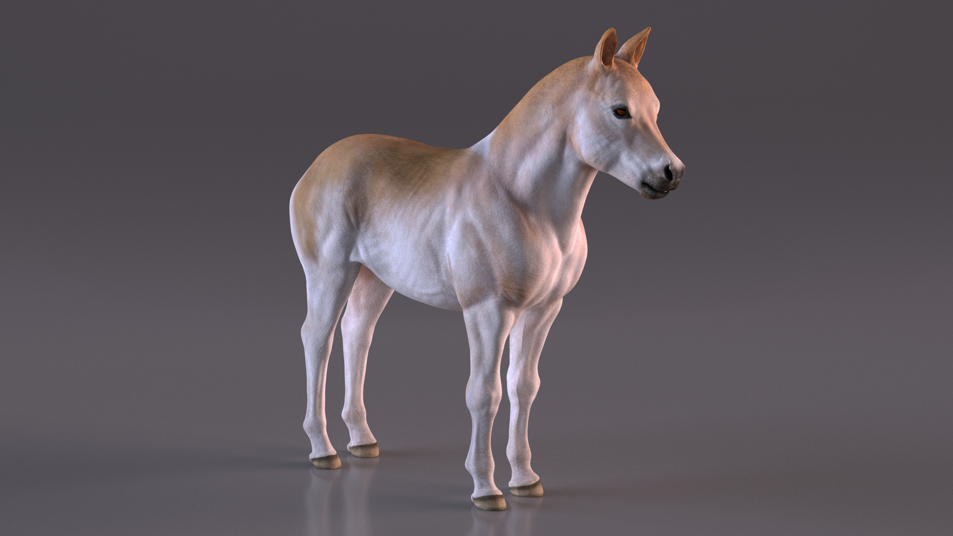 Realistic Shetland Pony Rigged for Cinema 4D 3D model