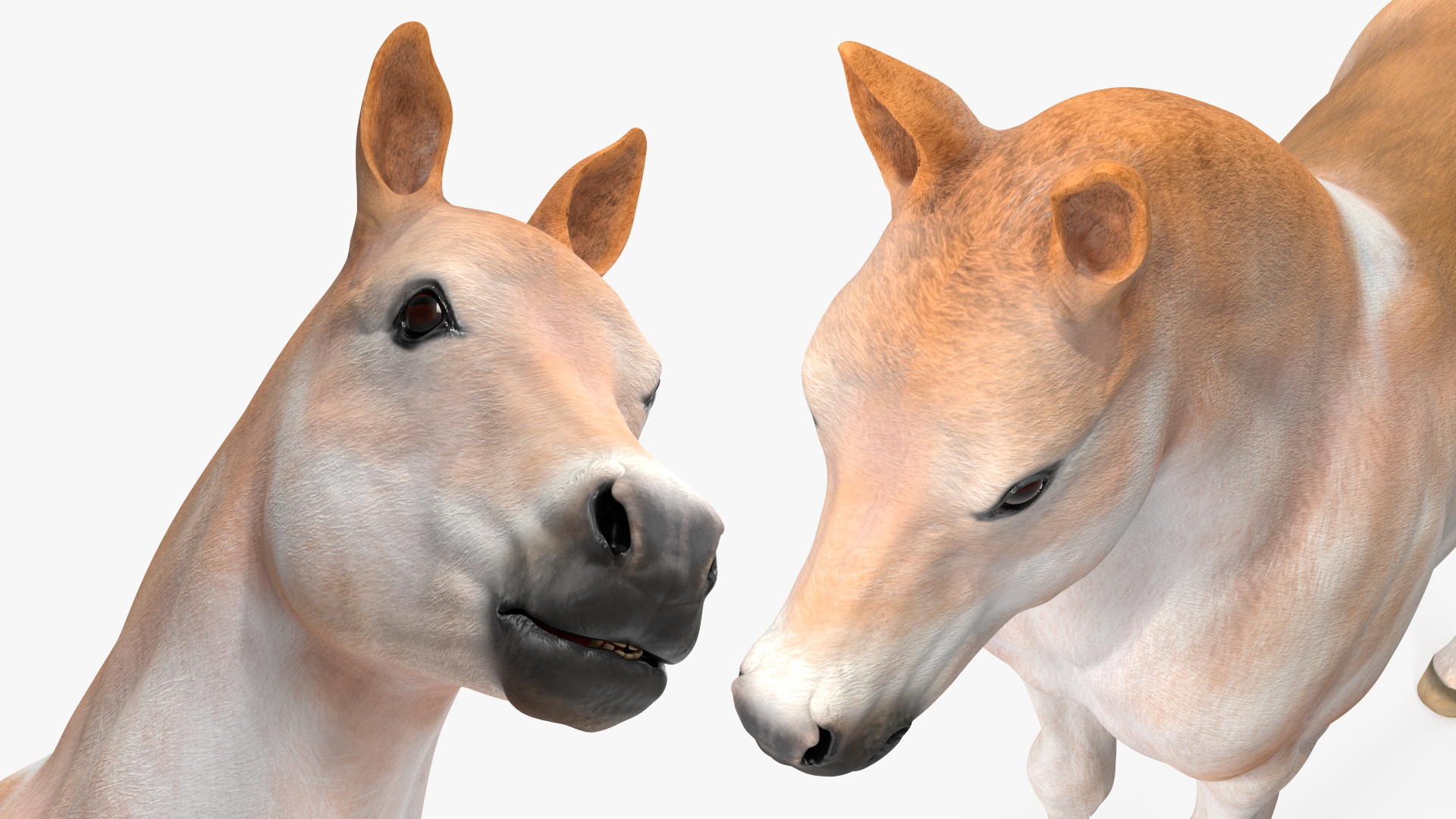 Realistic Shetland Pony Rigged for Cinema 4D 3D model