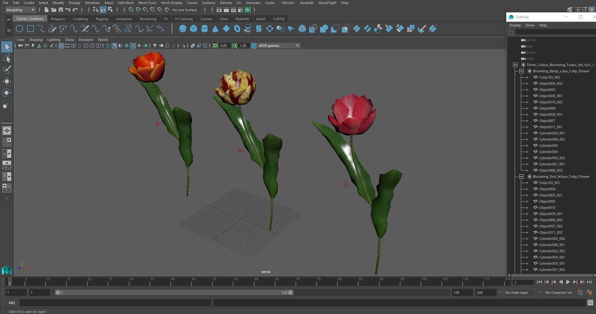 Three Colour Blooming Tulips Set 3D